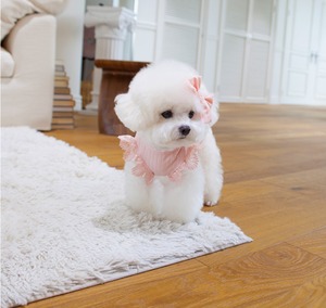 予約 【cocochien】ピューリティシャツ(クロップ)