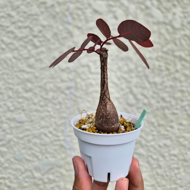 Sサイズ26〚フィランサス・ミラビリス〛Phyllanthus Mirabilis 塊根植物 コーデックス ポット発送