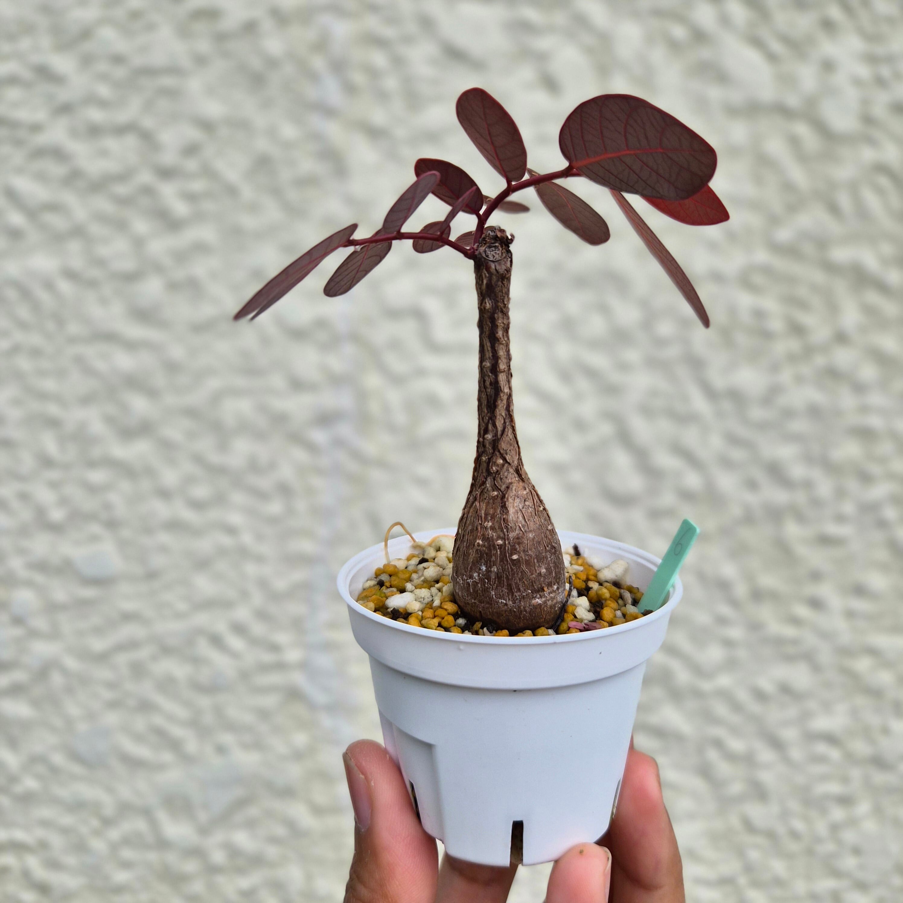 Sサイズ26〚フィランサス・ミラビリス〛Phyllanthus Mirabilis 塊根植物 コーデックス ポット発送
