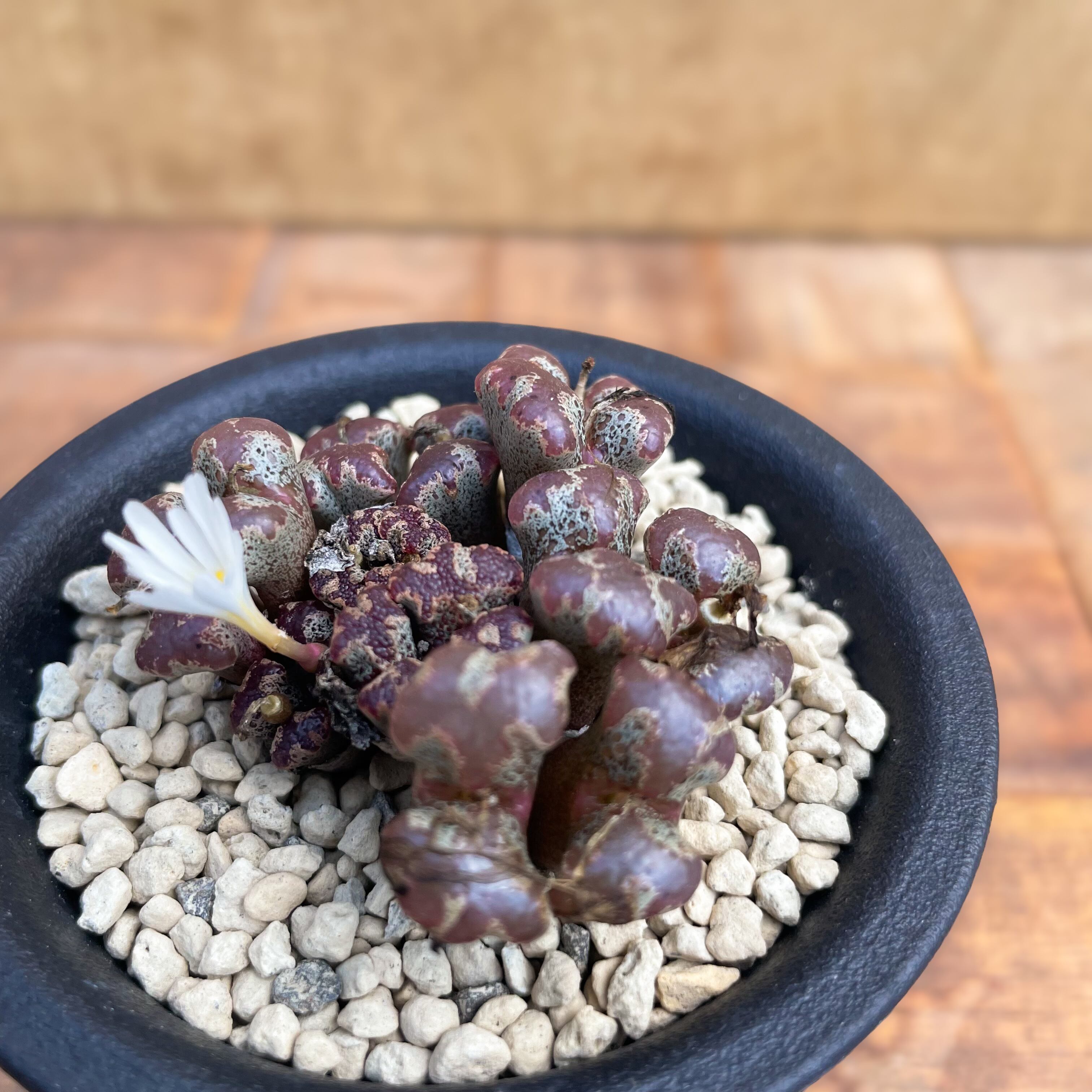 Conophytum pellucidum v.terricolor【コノフィツム・ペルシダム