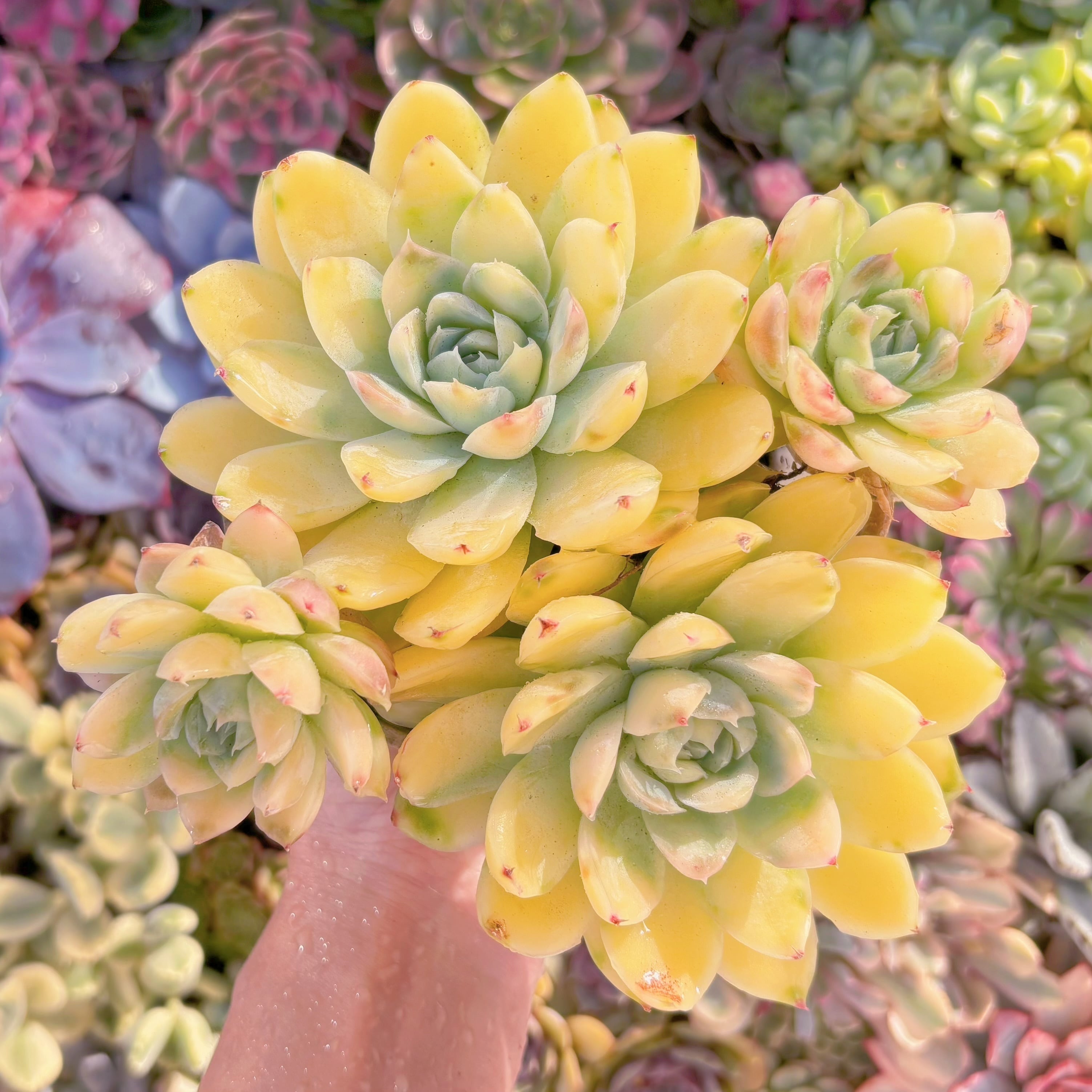 現品　ピンクヒューミリス錦#F029　特大群生　在庫僅少　新入荷　るる農園