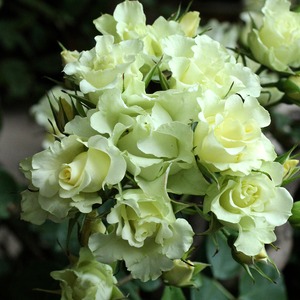 バラ大苗　一葉（いちよう）【禅ローズ】