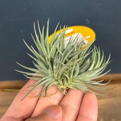 チランジア　ロリアセア クランプ【1010】