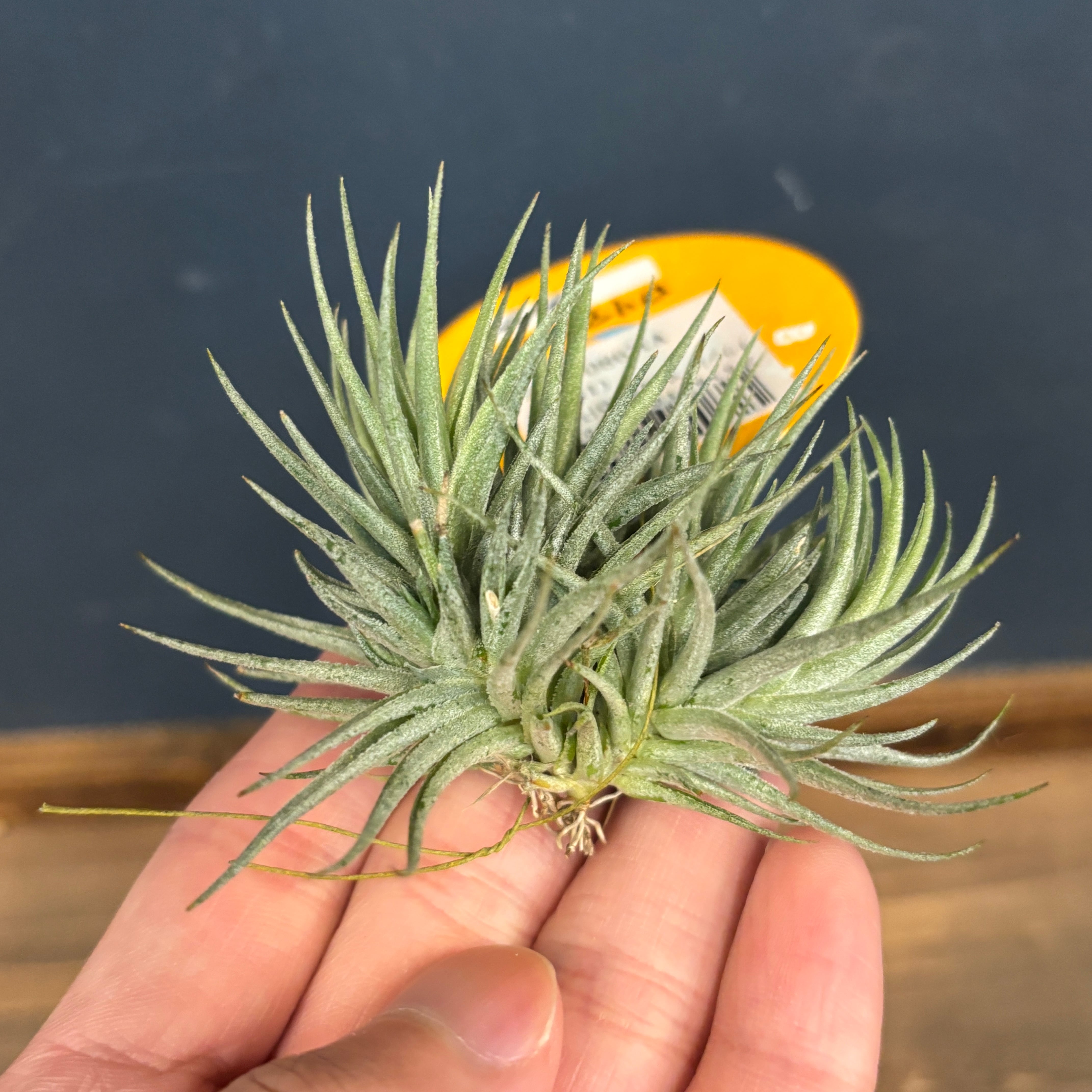 チランジア ロリアセア クランプ【1010】