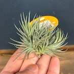 チランジア ロリアセア クランプ【1010】