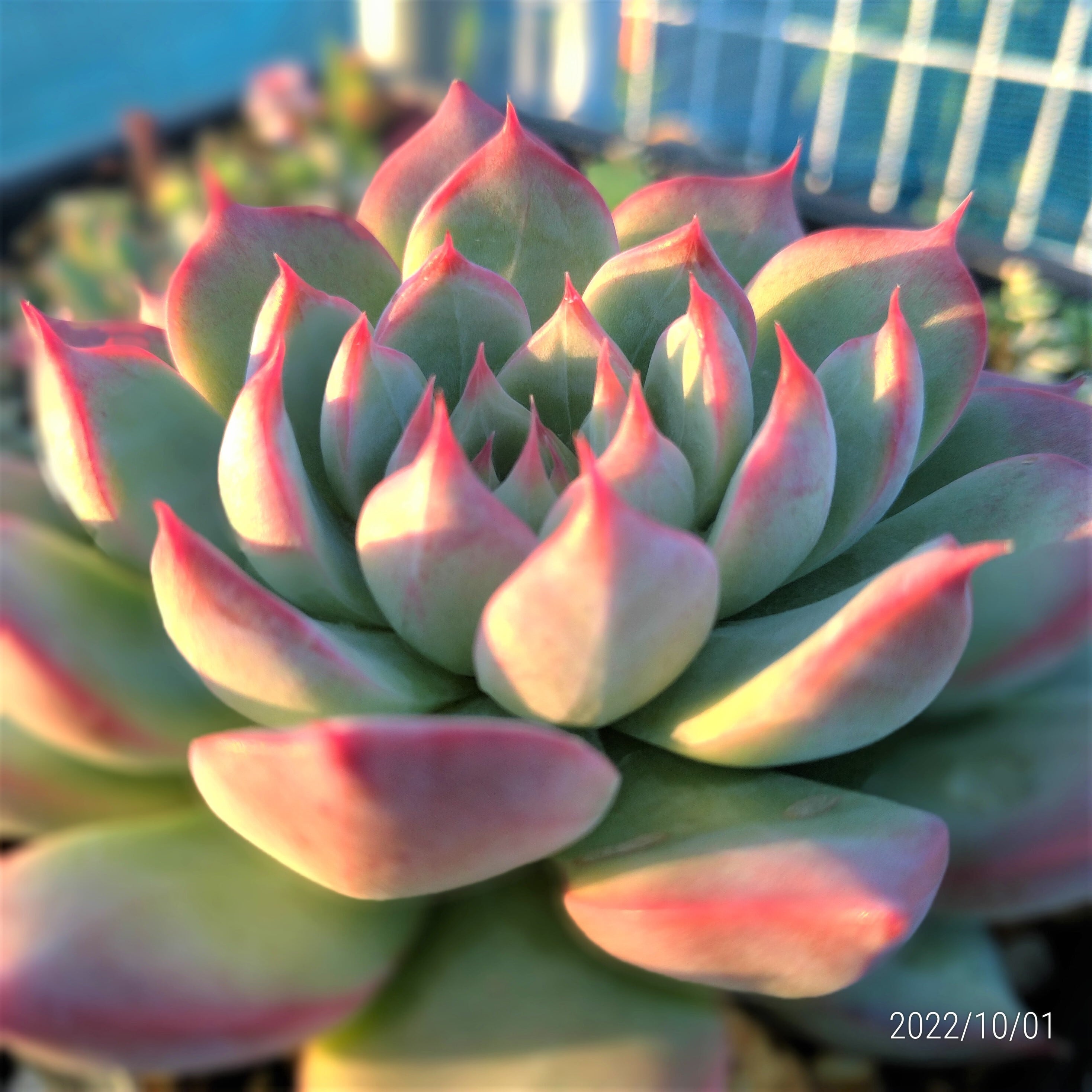 エケベリア 桃太郎(抜き苗) | 多肉植物のネットショップ ST Farm エケベリア 桃太郎(抜き苗) | 多肉植物のネットショップ ST Farm