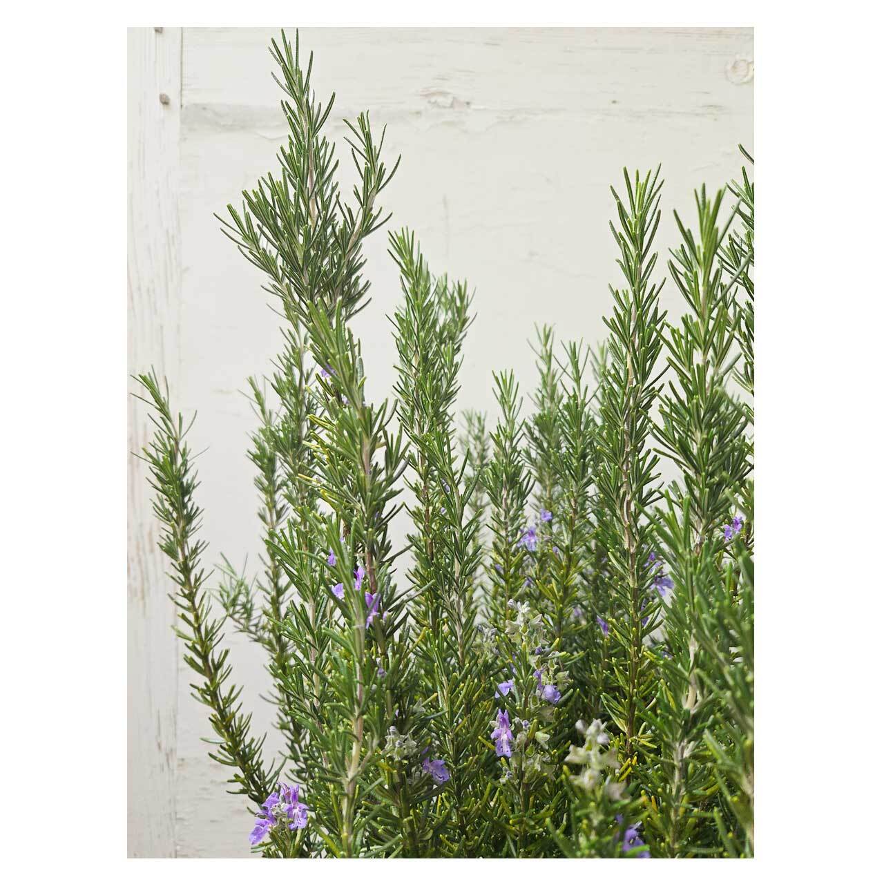 Rosemary 'Marine Blue' | Seeding
