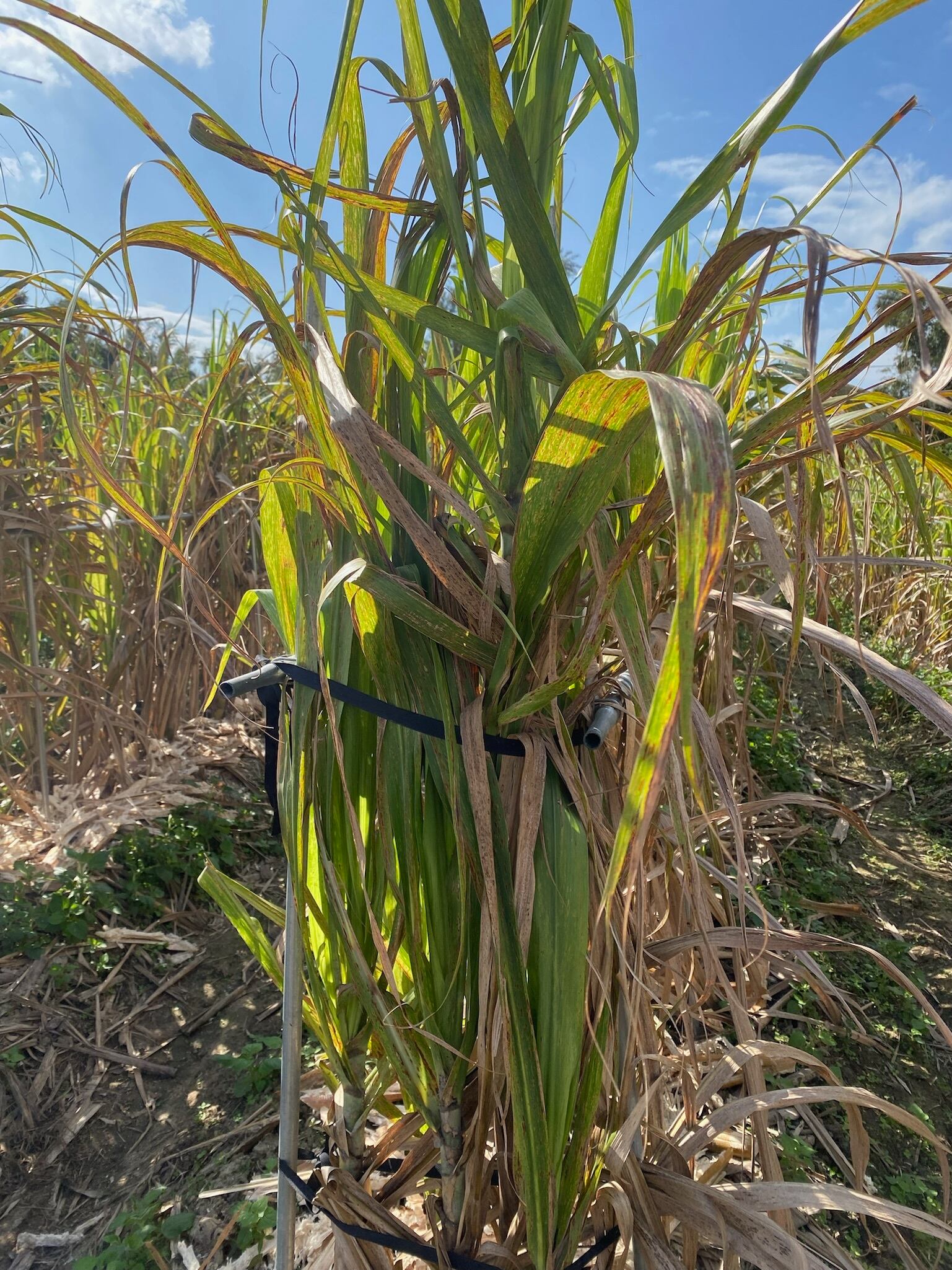 台湾産バニラビーンズ＆台湾ラム使用・プレミアムバニラエクストラクト