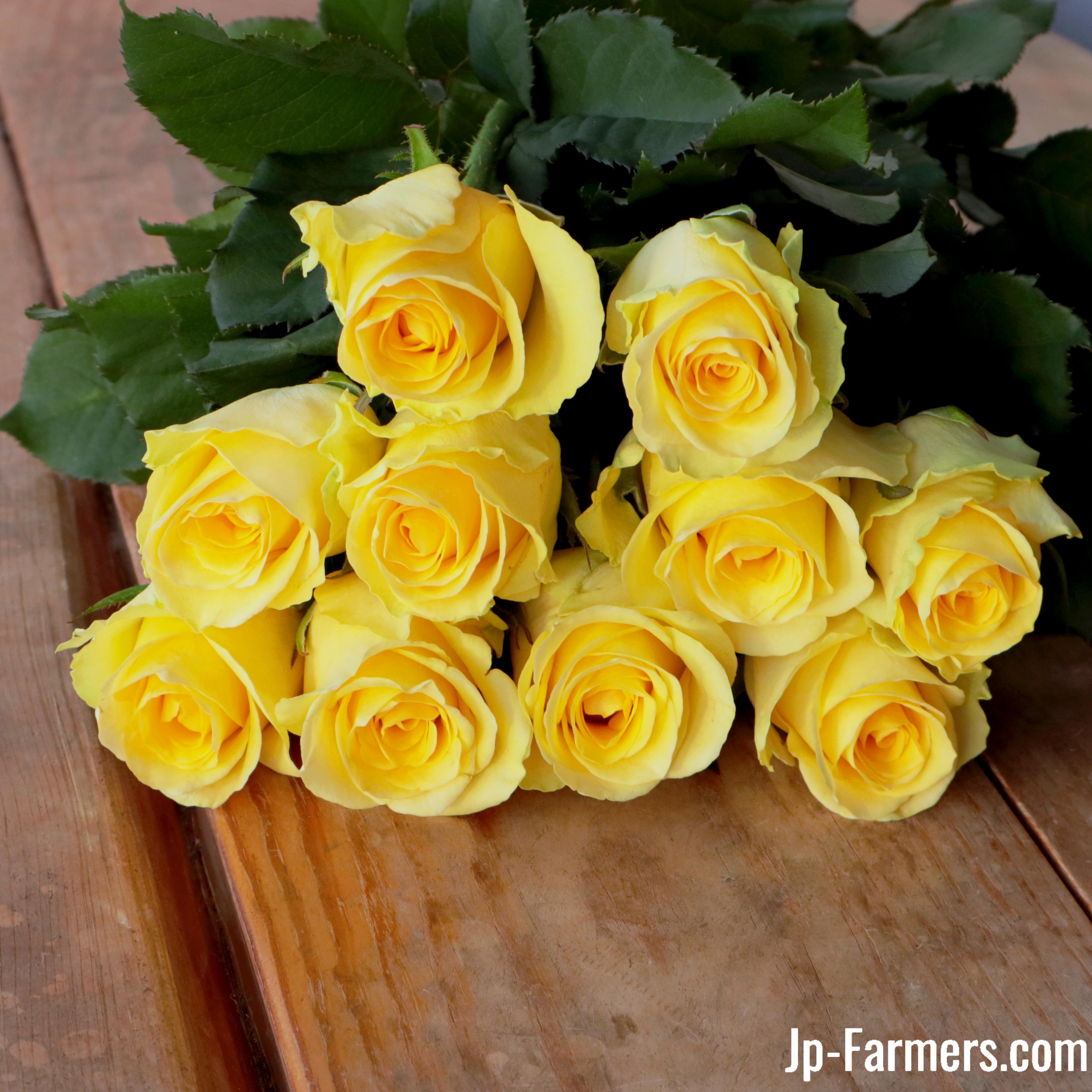 FINEROSE ☆バラ 品種名：ミニオン フランス語で”可愛い”を