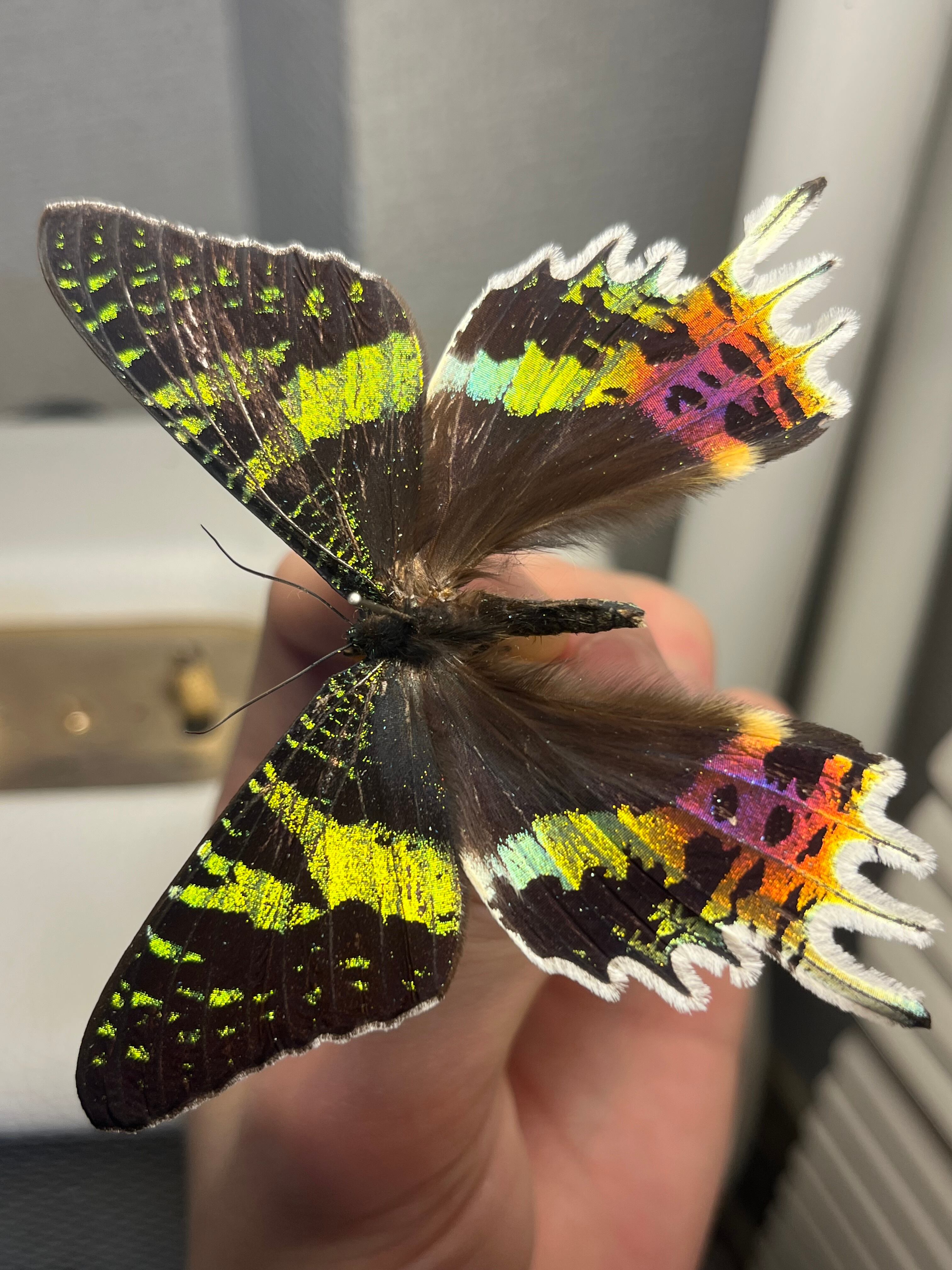 発色GOD】ニシキツバメガ Chrysiridia rhipheus 標本 蝶 外国産蝶標本