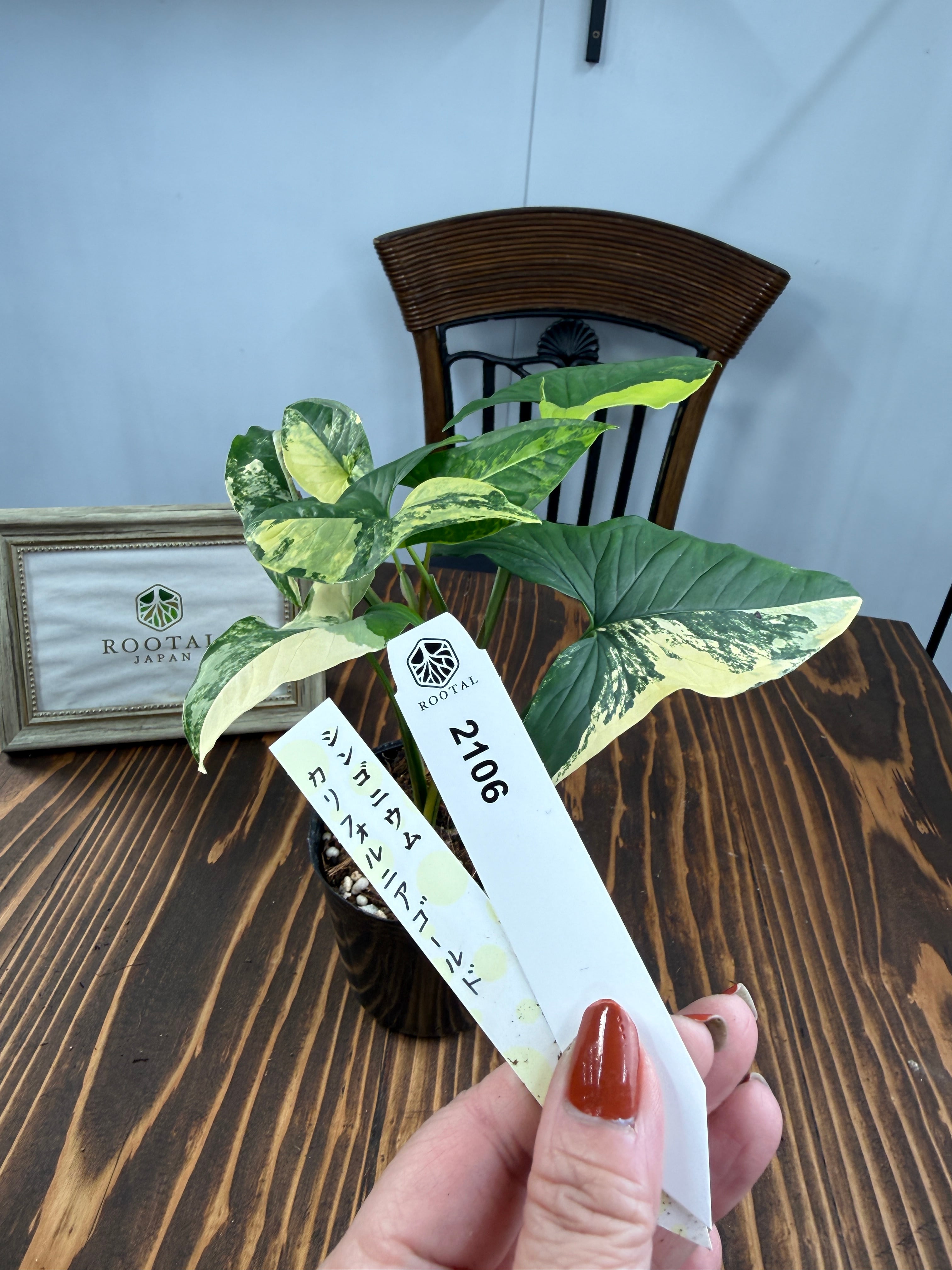 ☆2106 シンゴニウム カリフォルニアゴールド（3号ポット） | ROOTALPLANTS