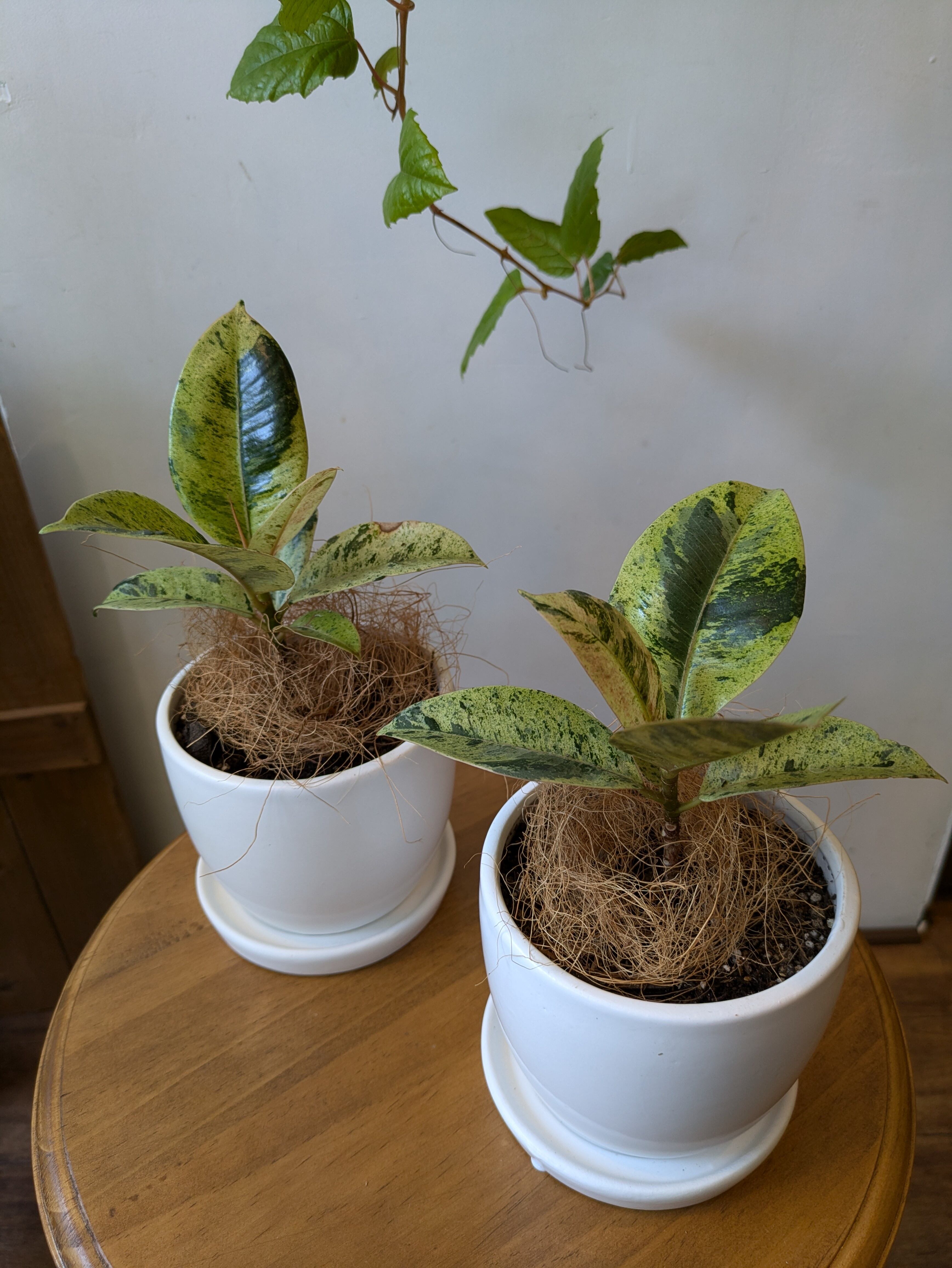 フィカス　グランディス 大苗　取り木苗　現品限り フィカス グランディス 大苗 取り木苗 現品限り 地面から95cm - メルカリ