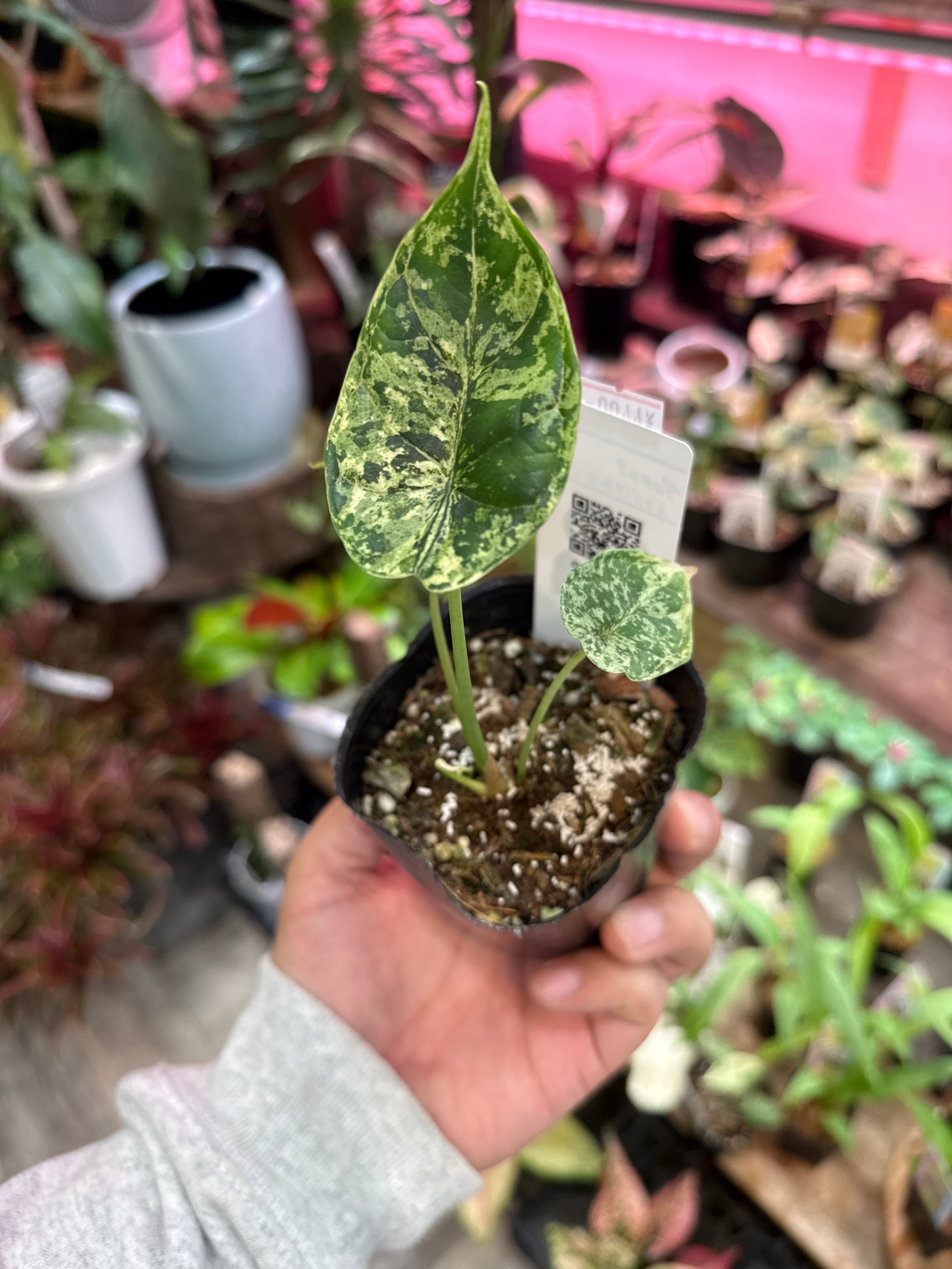 アガベ　レア　大株　ドラゴンスケール 楽天市場】観葉植物/[棚卸セール]（わけあり特価）アガベ：ドラゴン