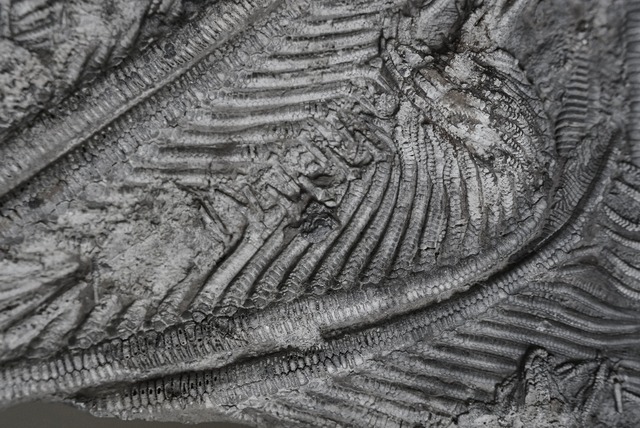 ウミユリ化石 Crinoid Fossil 3