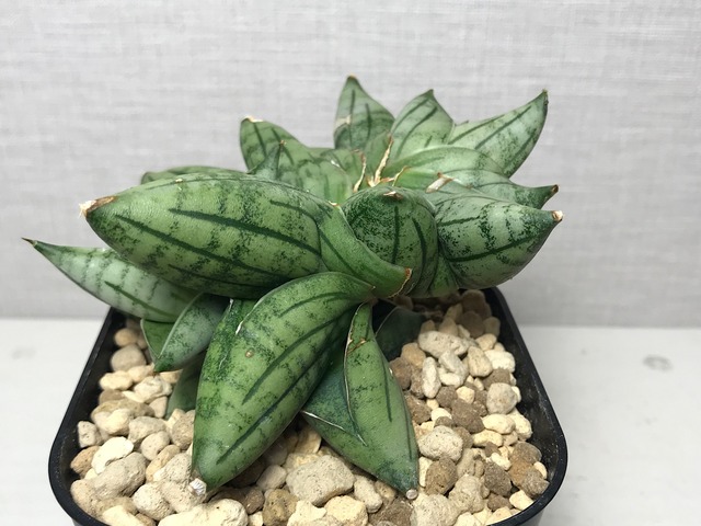 サンスベリア マニー