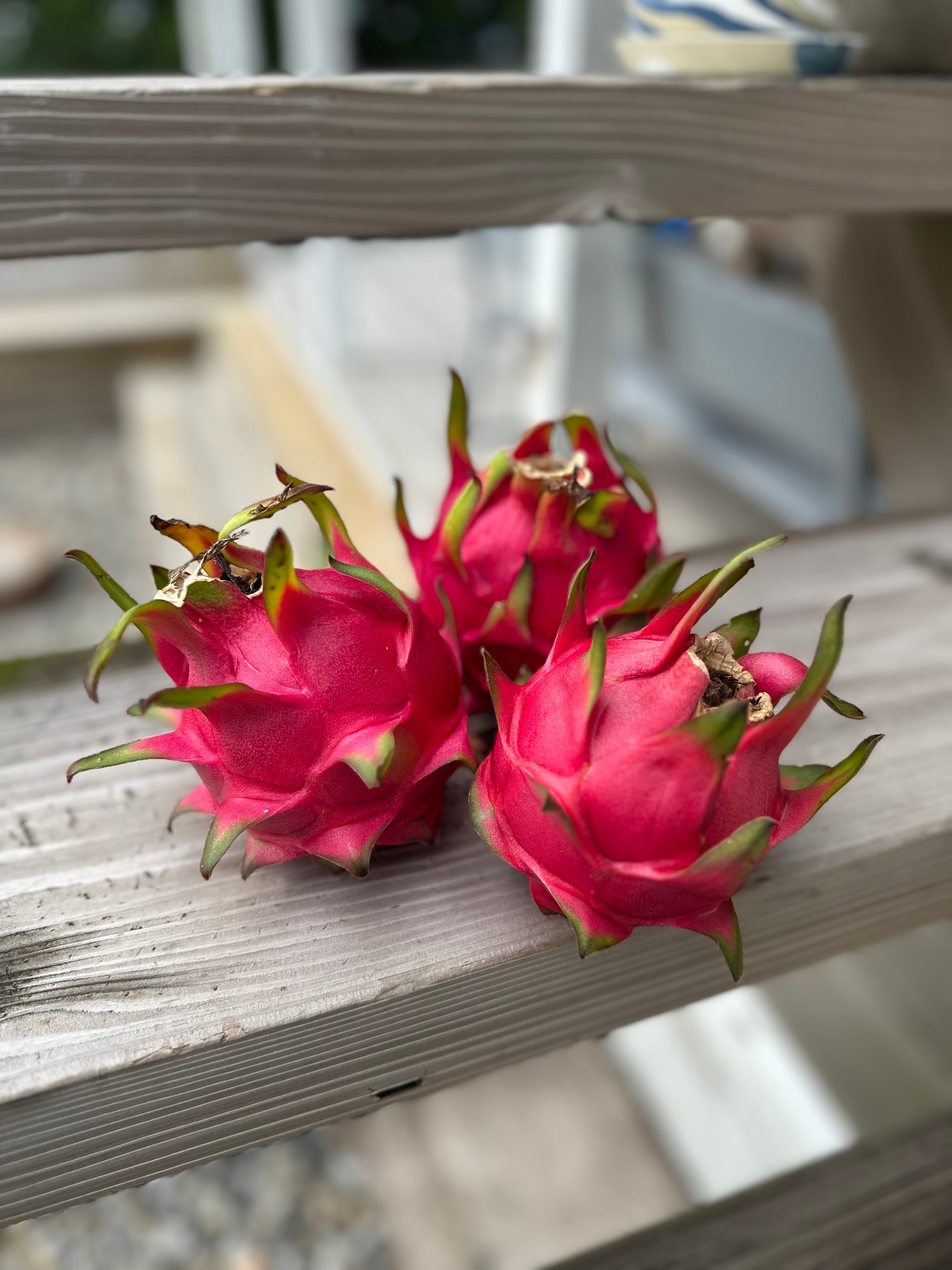  Heart Dragon 赤 ピンク バレンタイン ドラゴン Charlie Bears Hearts ハーツ Dragon ドラゴン どらごん pink ピンク色