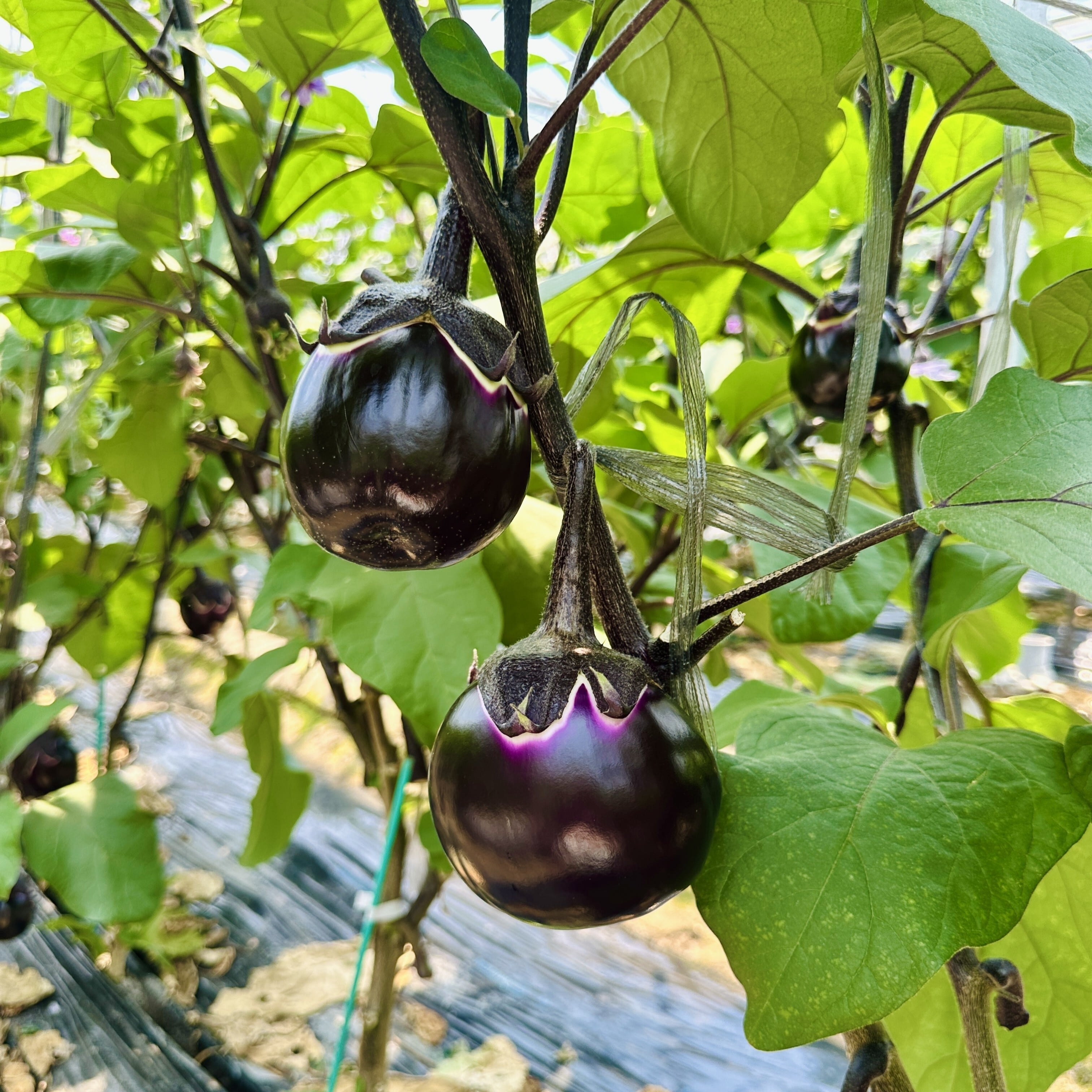彩ミックスなすセット（おまかせ8本）｜大阪中央卸売市場の目利き推薦
