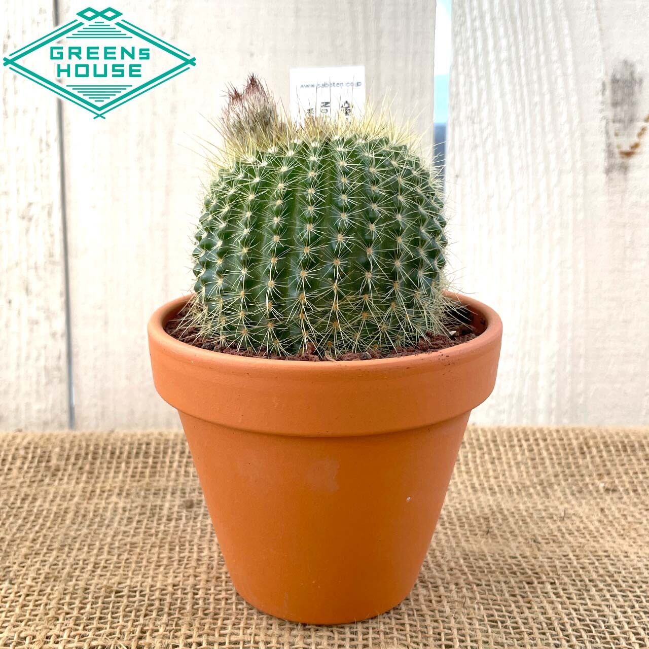 多肉植物 サボテン 金小町 送料込み インテリア グリーン 観葉植物 おしゃれ 贈り物 引越し Greenshouse