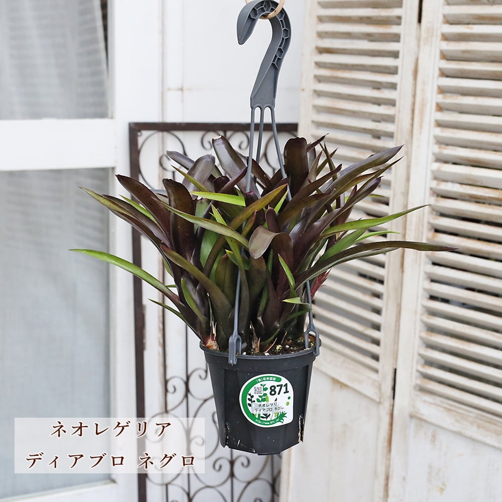 現品販売 観葉植物 ネオレゲリア ディアブロネグロ パウシフローラ 4号