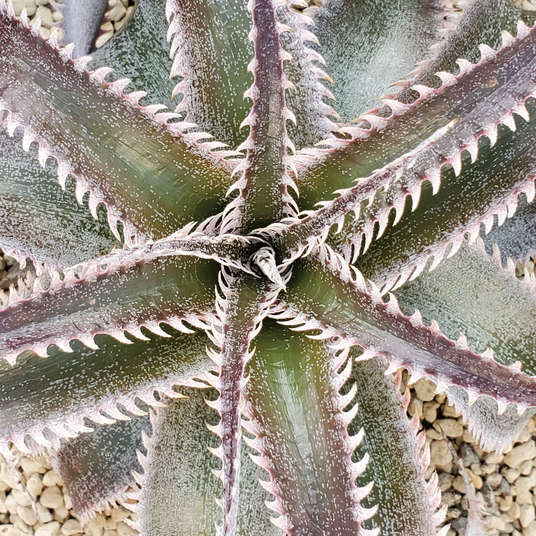 F00551_Dyckia 'Wasabi' (BCR:13644)：ディッキア・ワサビ（子株