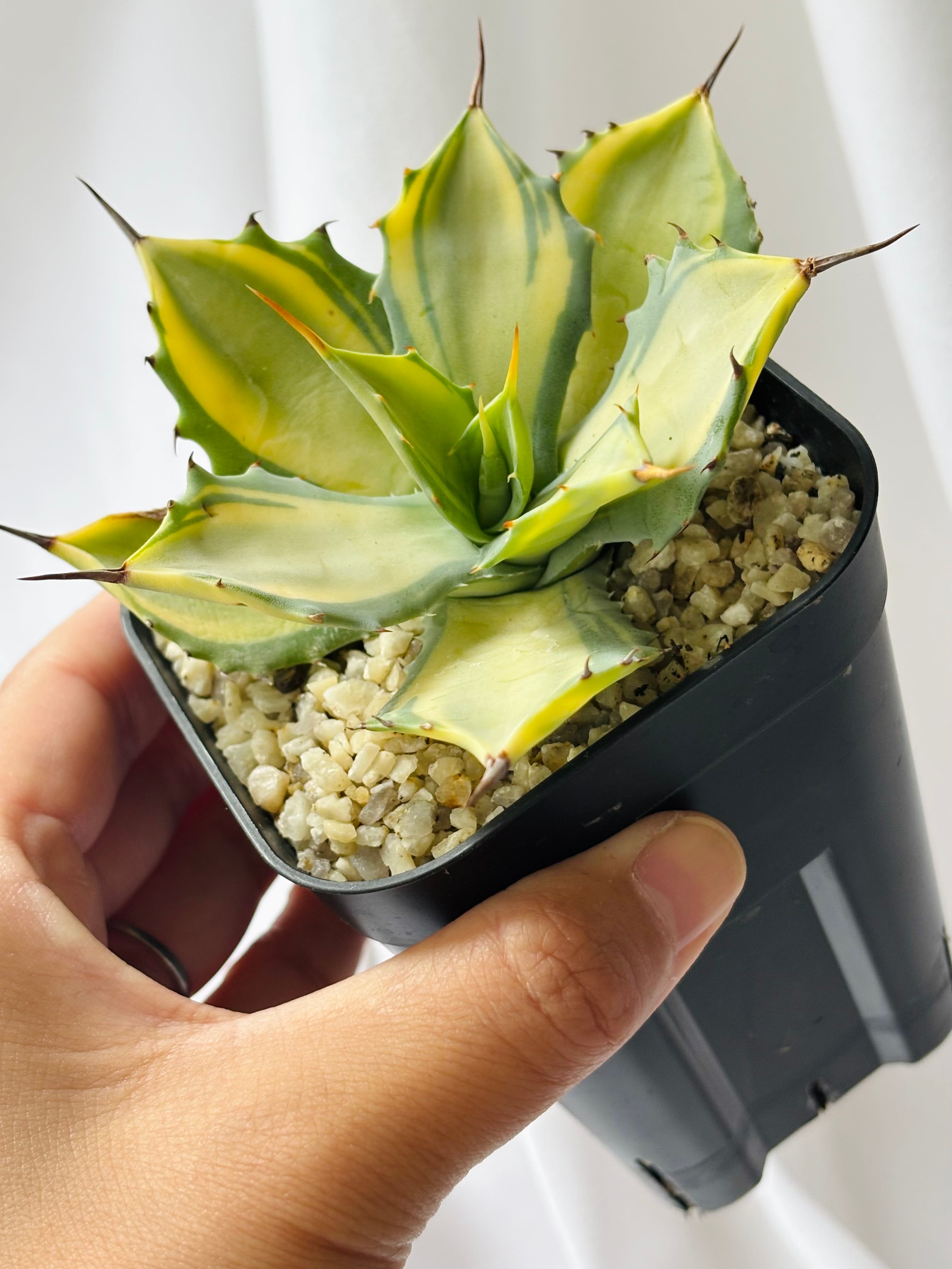Agave isthmensis 'Rum Runner' アガベ イシスメンシス ”ラムランナー