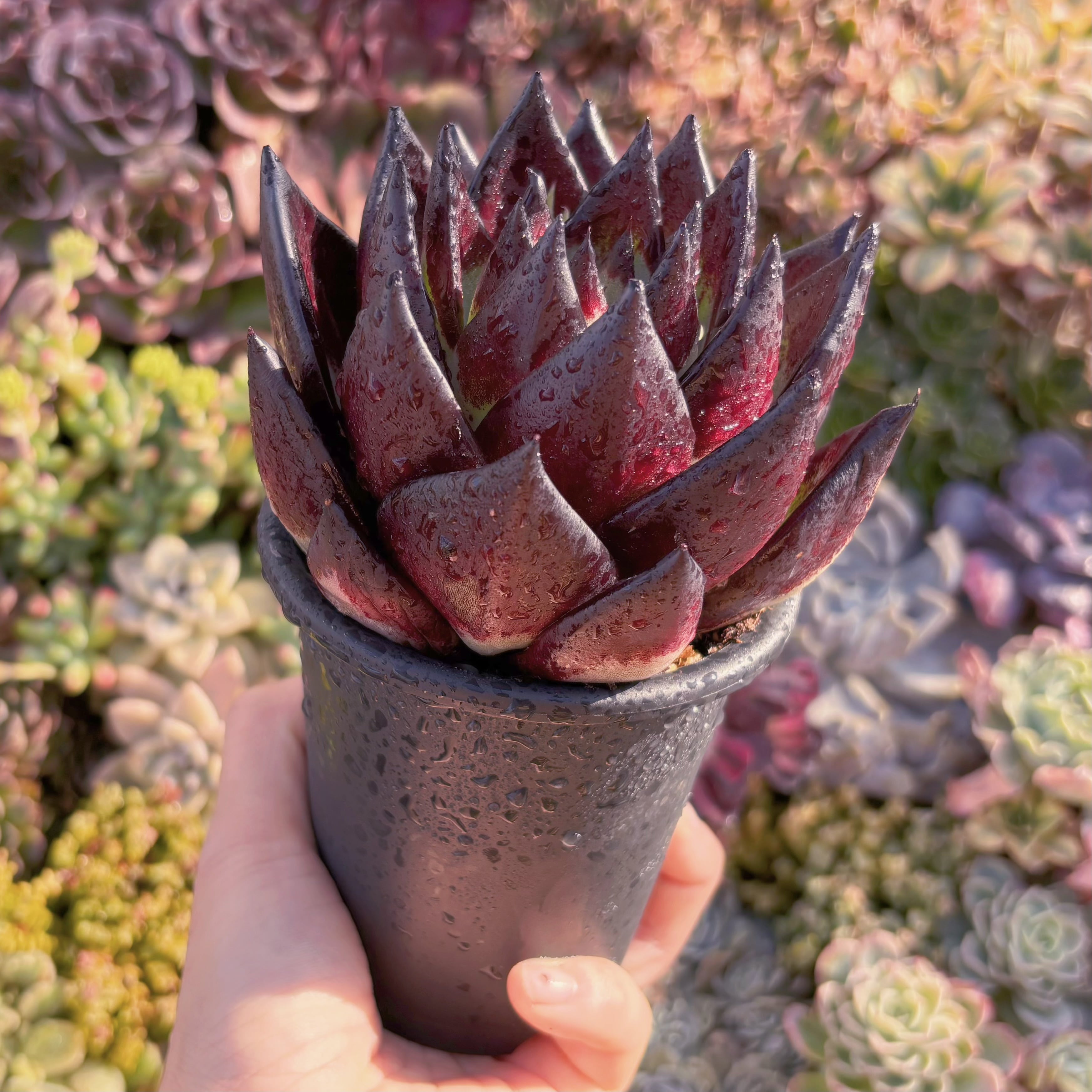 現品　黒魔王#857　極上株　るる農園