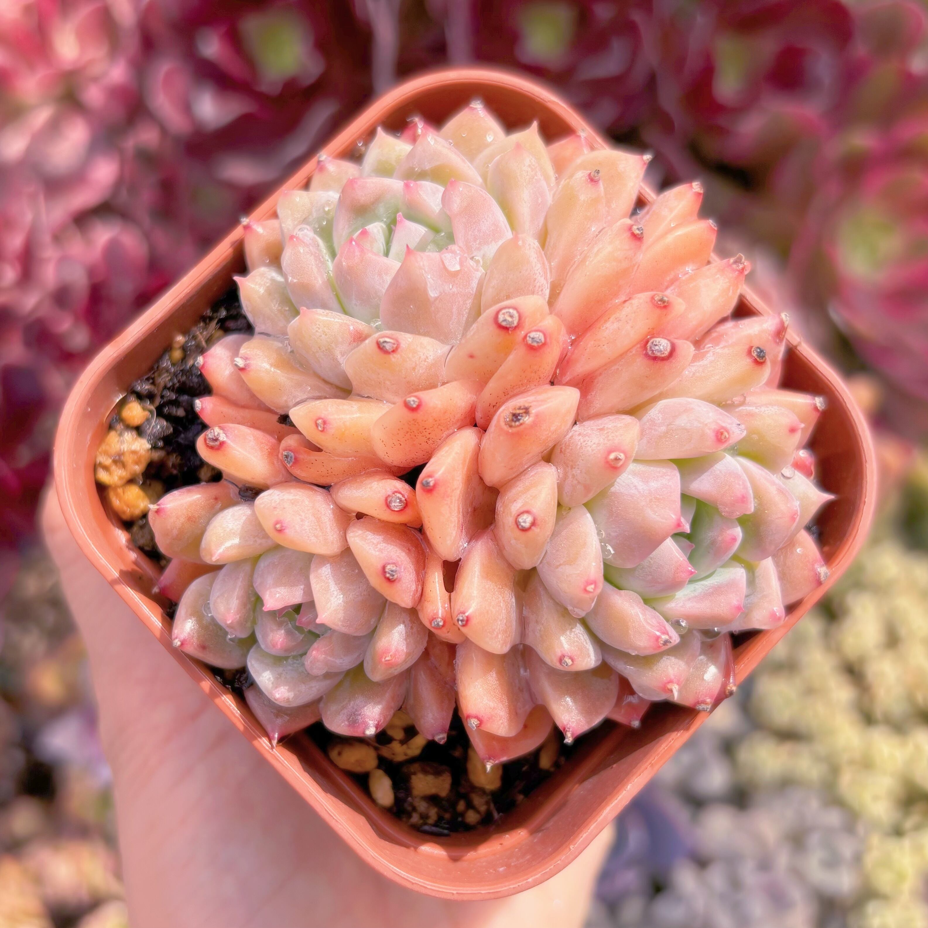 現品　プロリフェラxラウル#C05　群生　るる農園