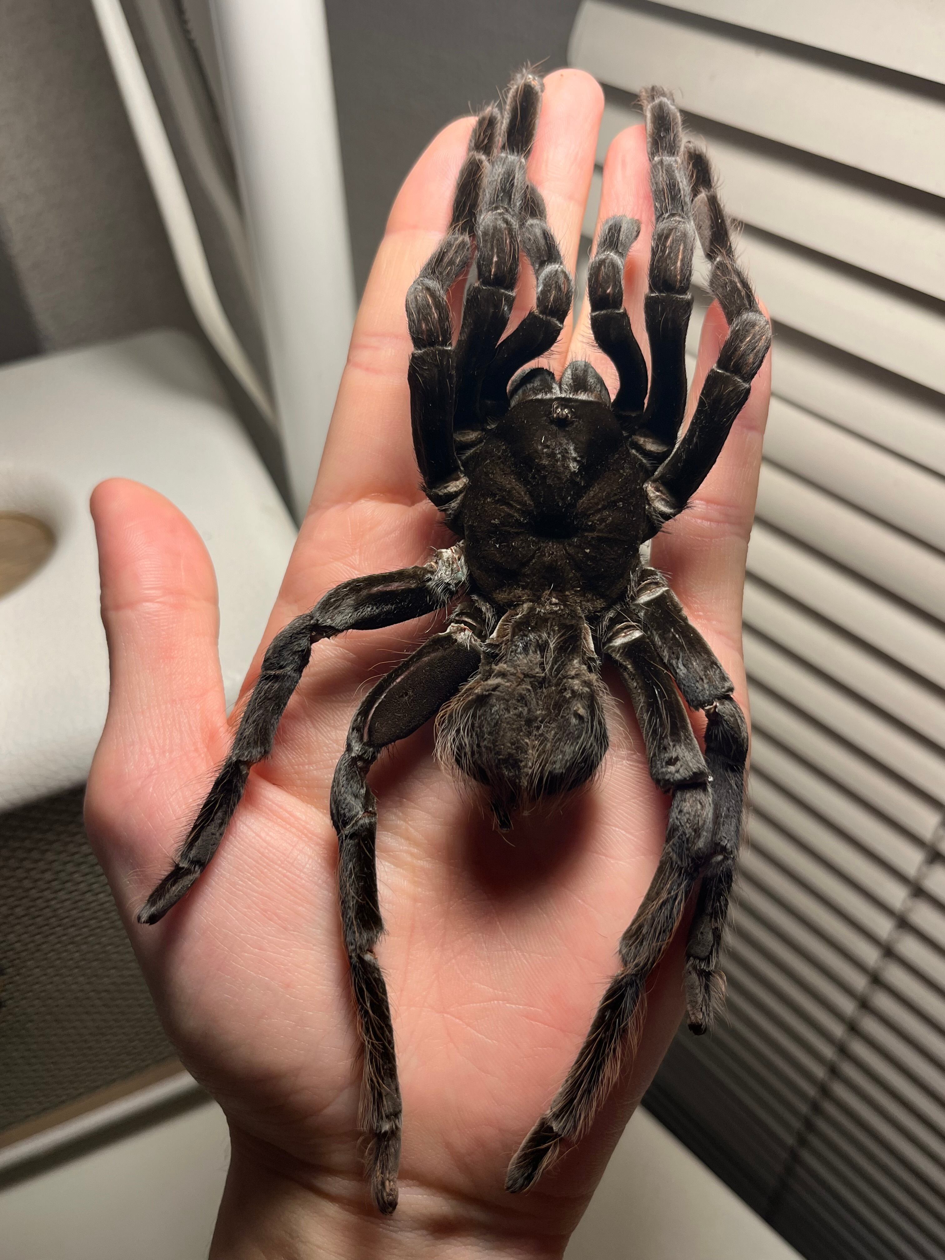 特大標本】ボリビアンスティーリーブルータランチュラ LS18cm程ムカデ