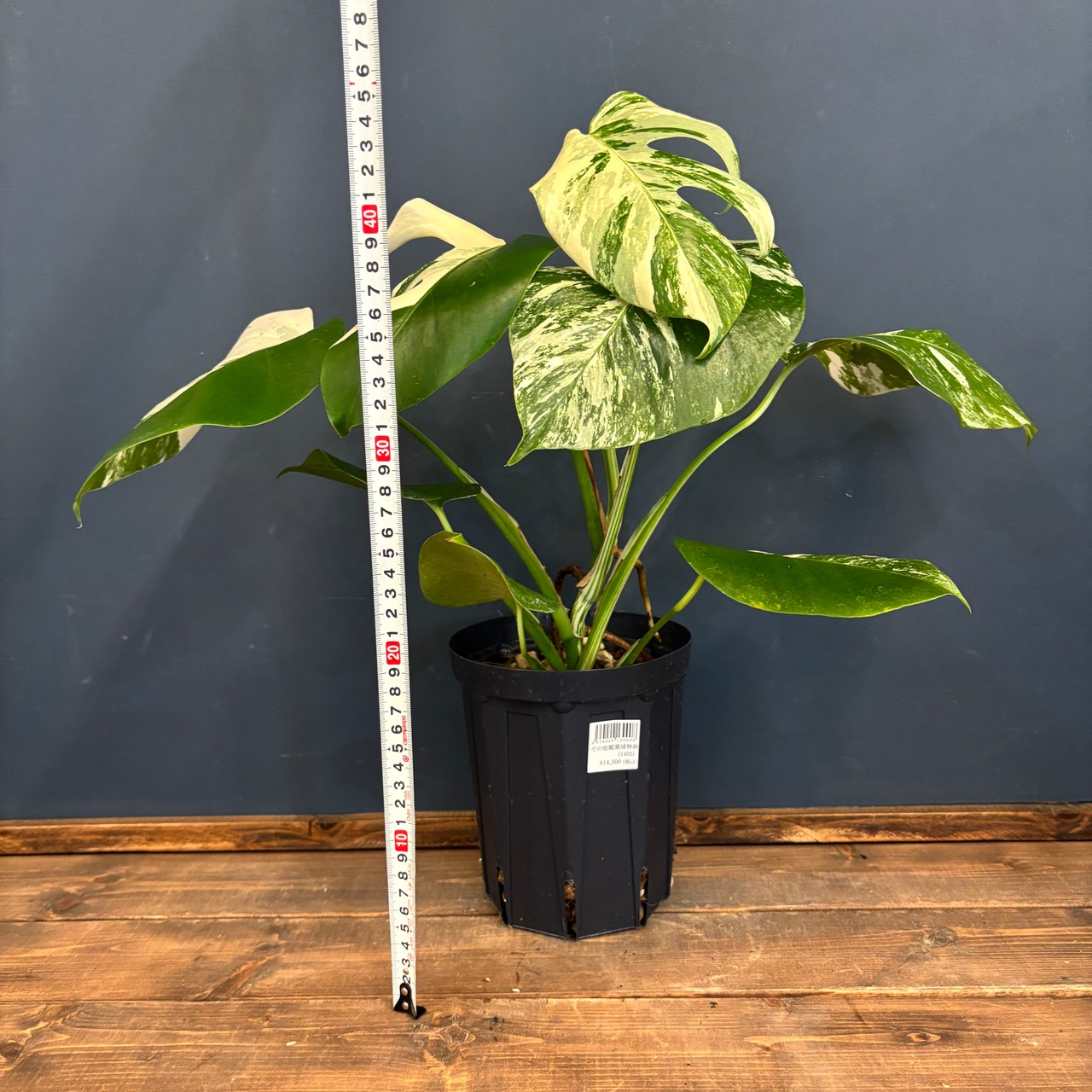 モンステラ　ホワイトタイガー　(ボルシギアナ)【805】