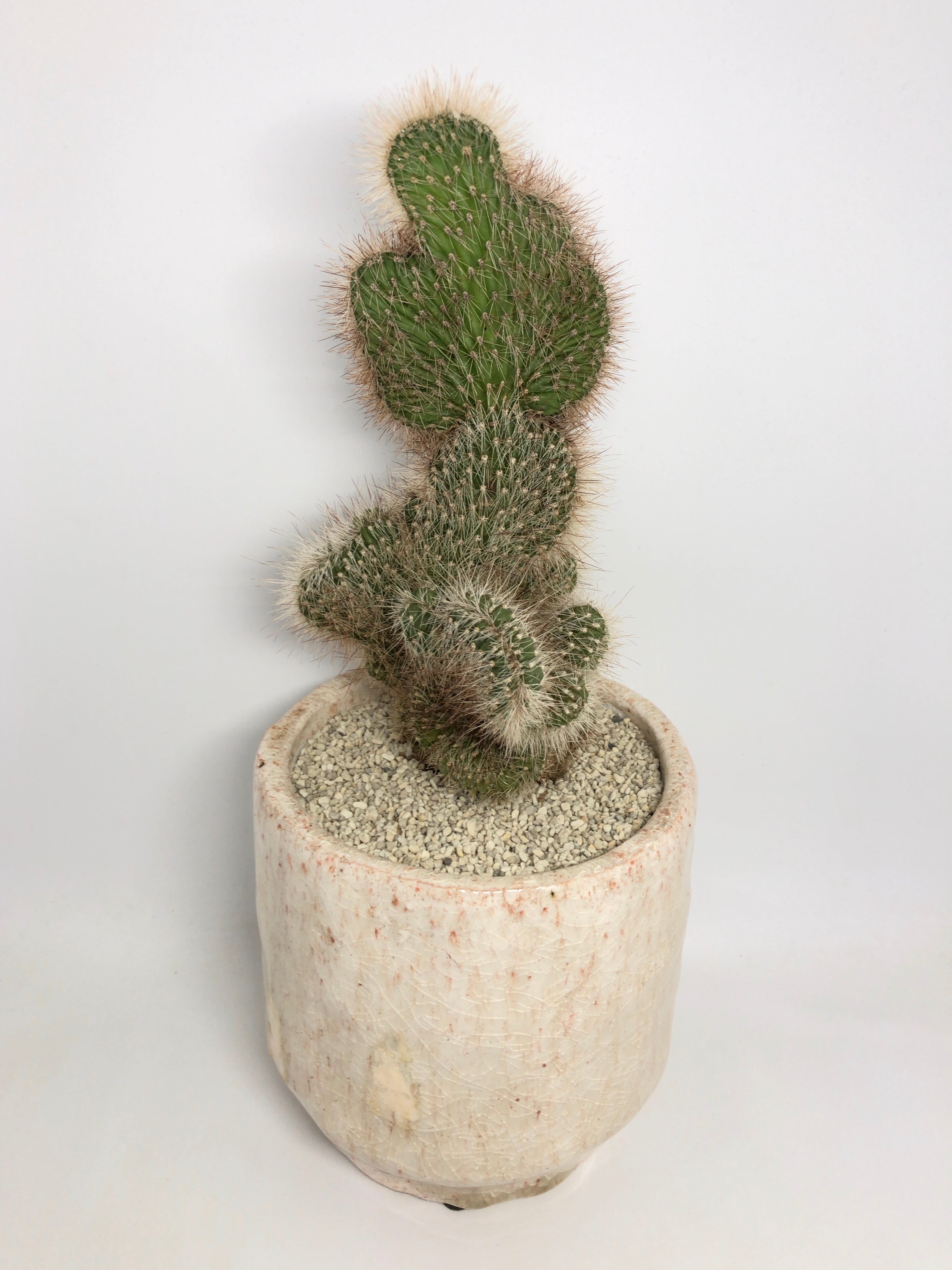 クレイストカクタス・凌雲閣綴化 | trigger