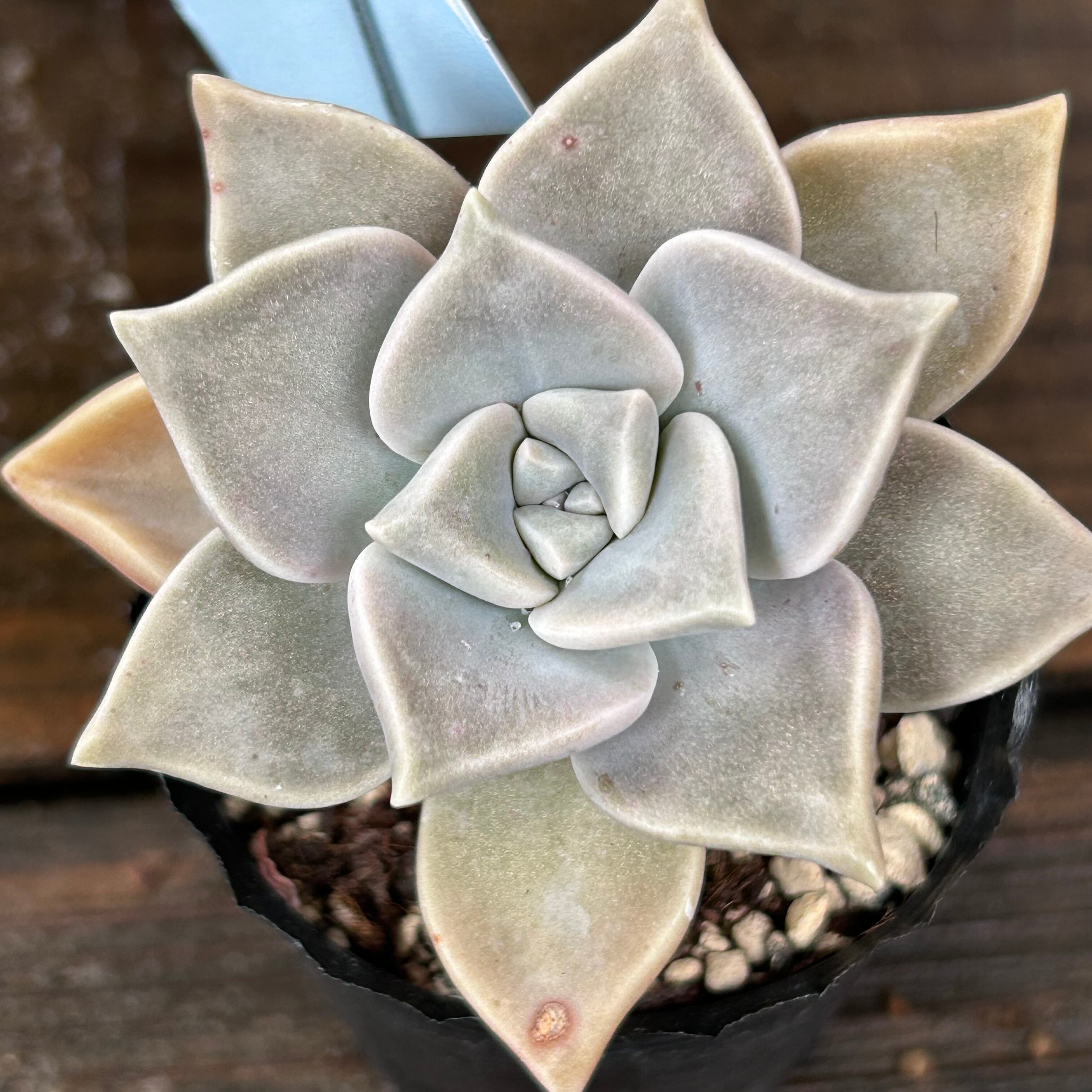 朧月 | RuPo 多肉植物専門店