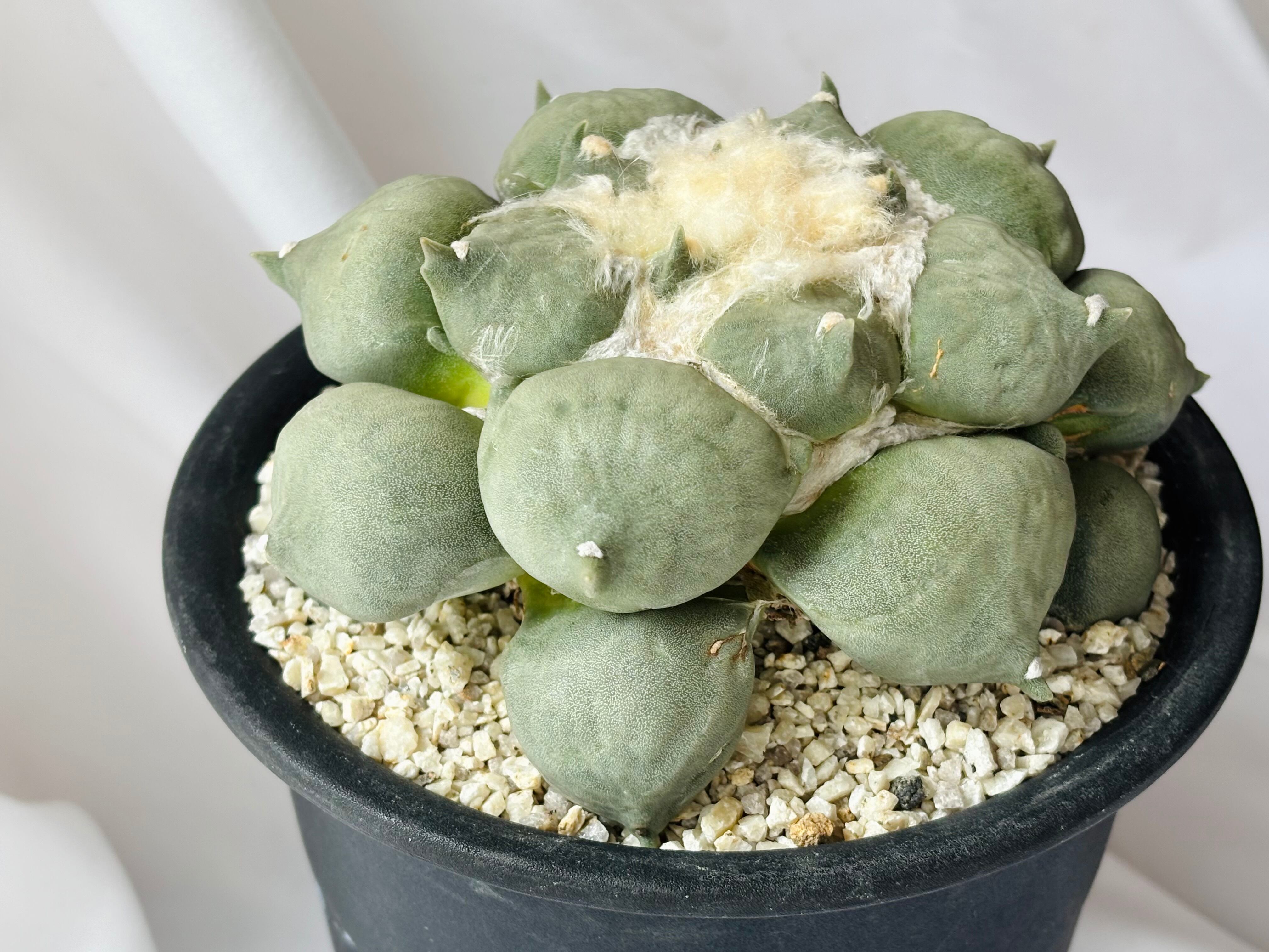 Ariocarpus furfuraceus f. アリオカルプス 丸疣青磁牡丹 サボテン