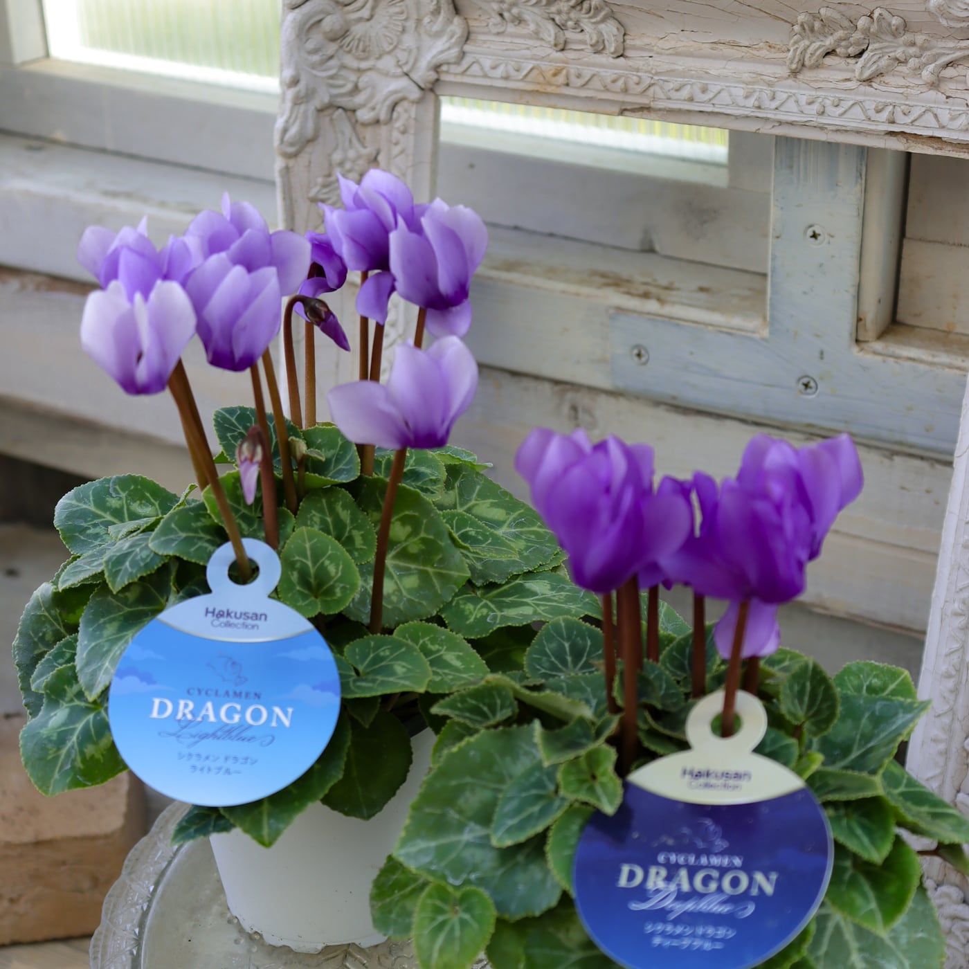 紫青蓮華（4点） 再入荷｜ミニシクラメン・ドラゴン ディープブルー｜希少な深い青紫の