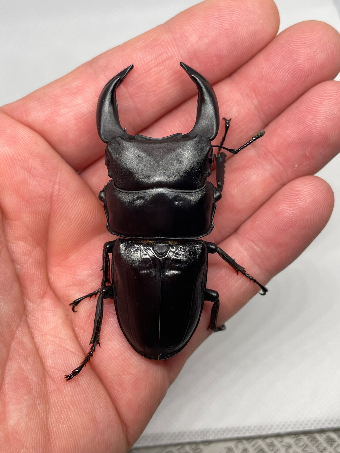 特別価格【国産オオクワガタ】 レッドアイ血統（黒目） 1ペア（NO.1 