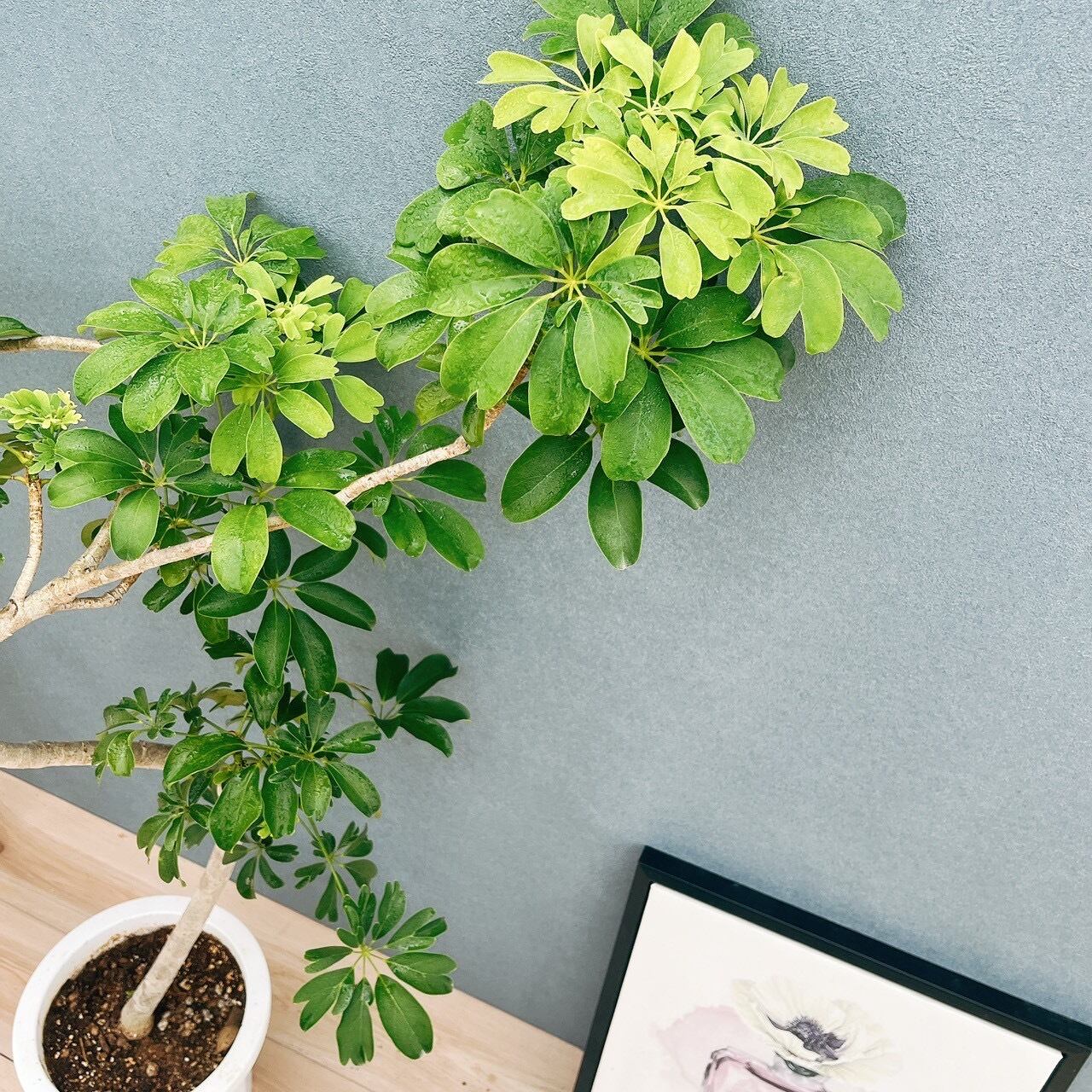 現品］A シェフレラ レナータ 曲がり 8号 観葉植物 室内 大型