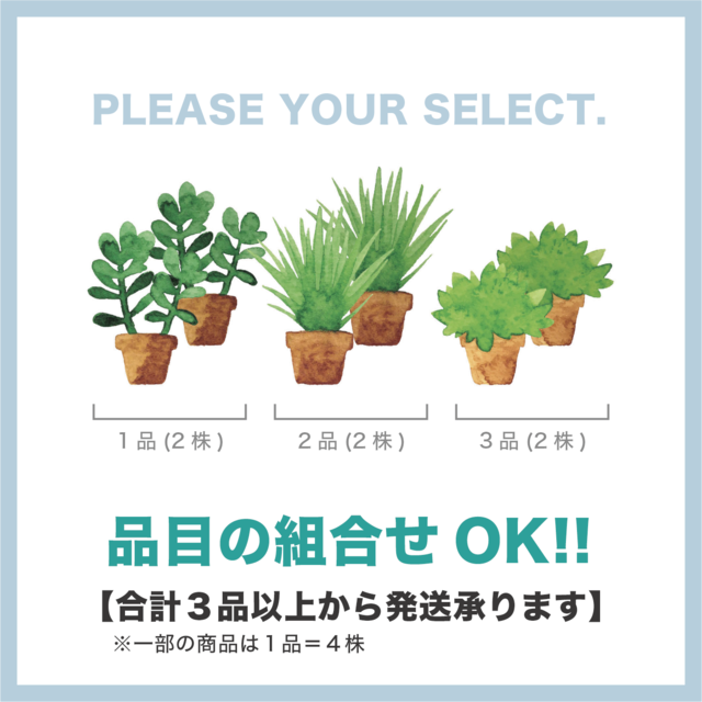 沖縄島オクラ／２株【オクラ・野菜の苗・固定種】