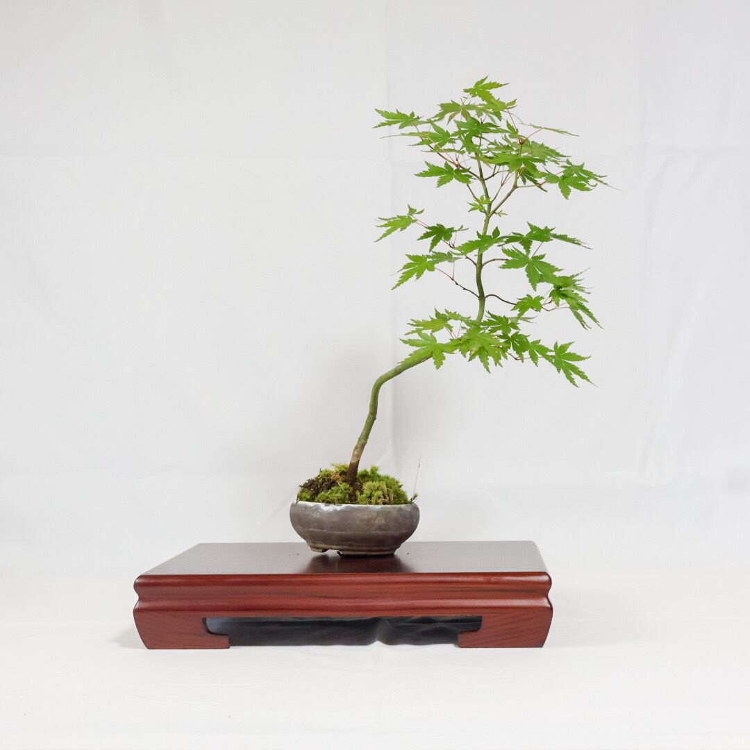 山もみじ／ヤマモミジ盆栽（NA-007） | 和の暮らし盆栽店 | 公式