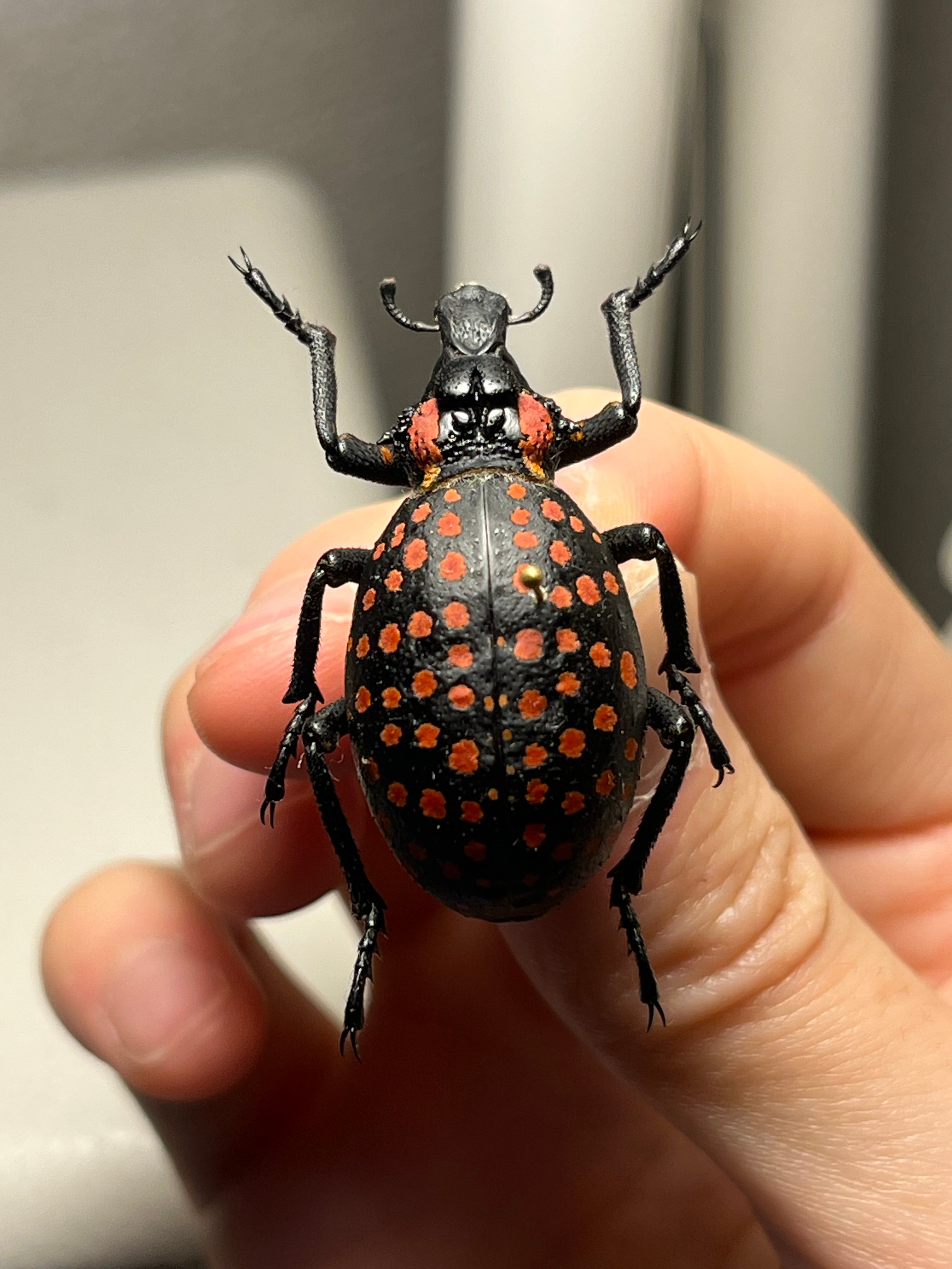 37mm】ベニモンオオタマゾウムシ 標本 Brachycerus タマムシ 37mm