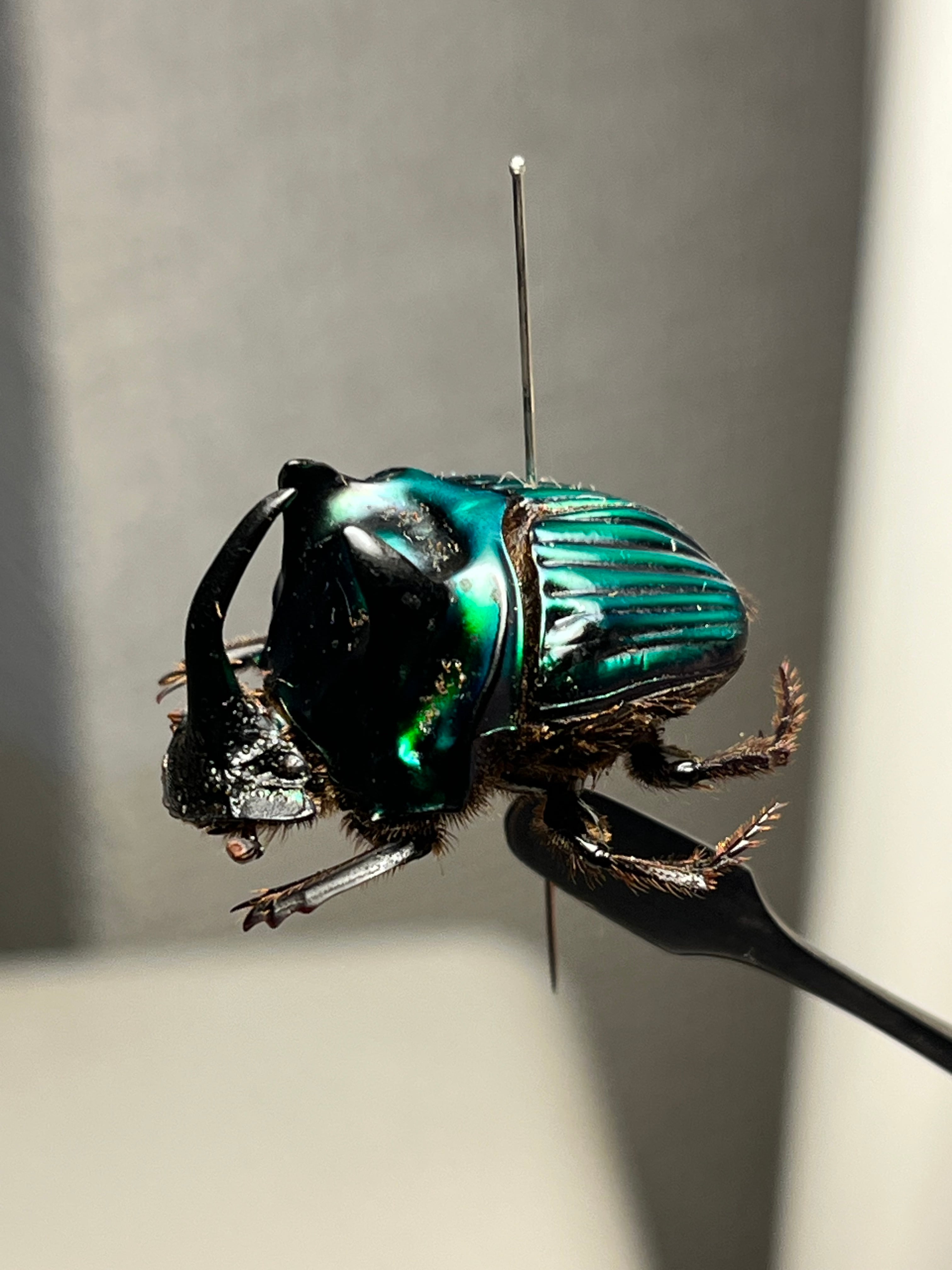 26mm♂】ミドリツヤダイコクコガネ フンチュウ糞虫昆虫標本甲虫