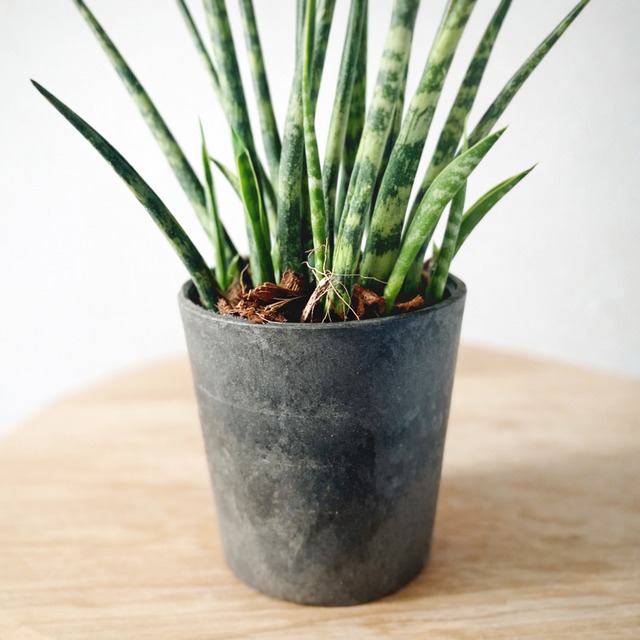 ほのかに薫る木の香り｜ウッドポット 4号鉢 calm cafe