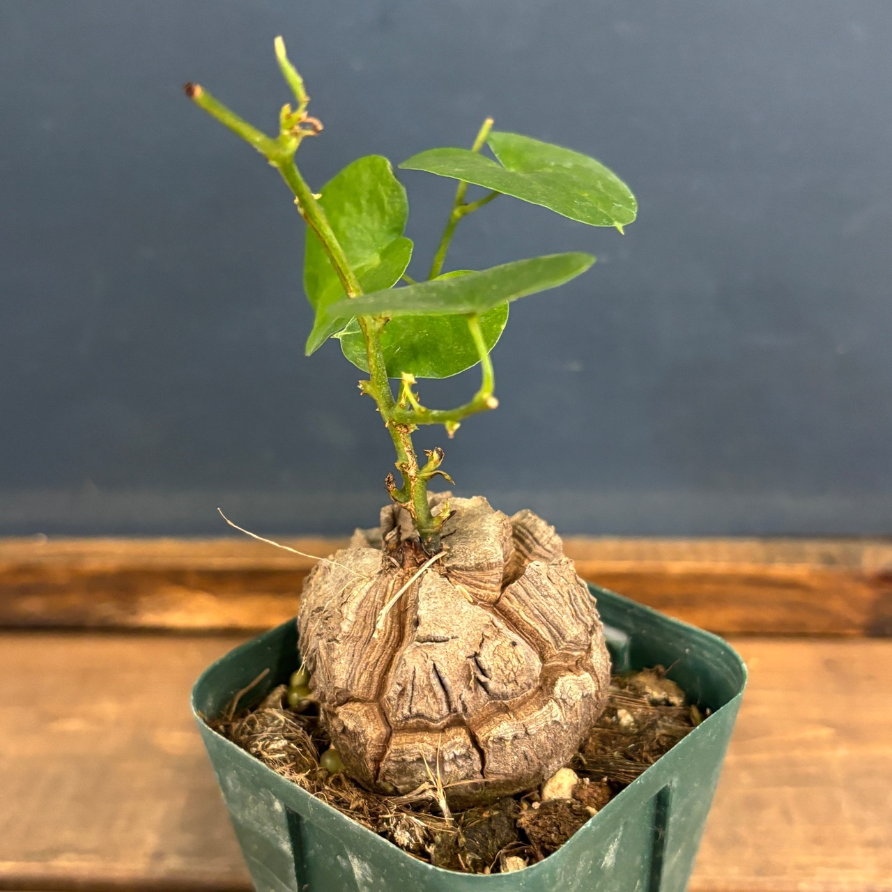 ディオスコレア　エレファンティペス　亀甲竜　実生選抜【1047】