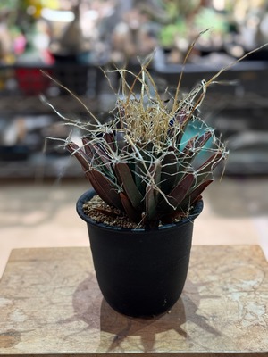 【新着】Leuchtenbergia principis【極上の引き締まった晃山】レウクテンベルギア プリンキピス