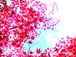 森　Ｎｏ．５３