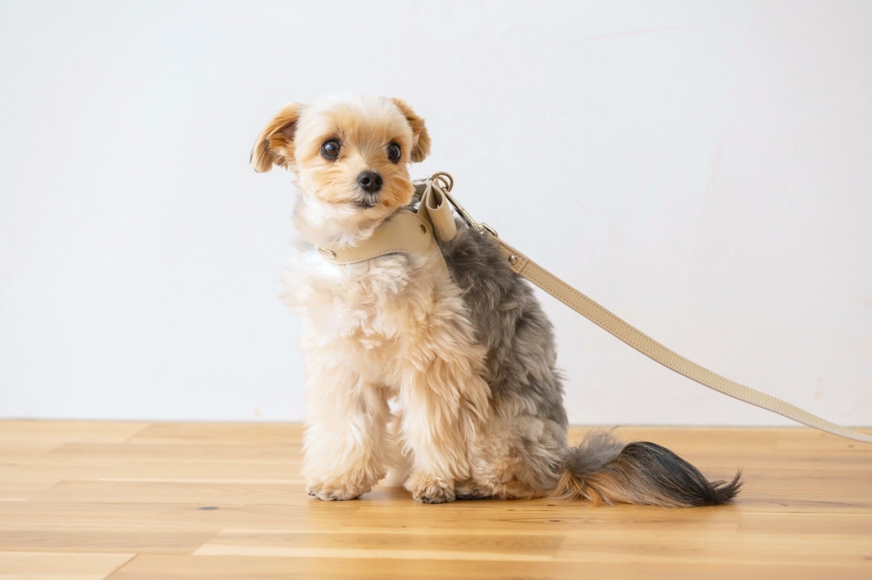 2SET | Milla Noue ミラヌー