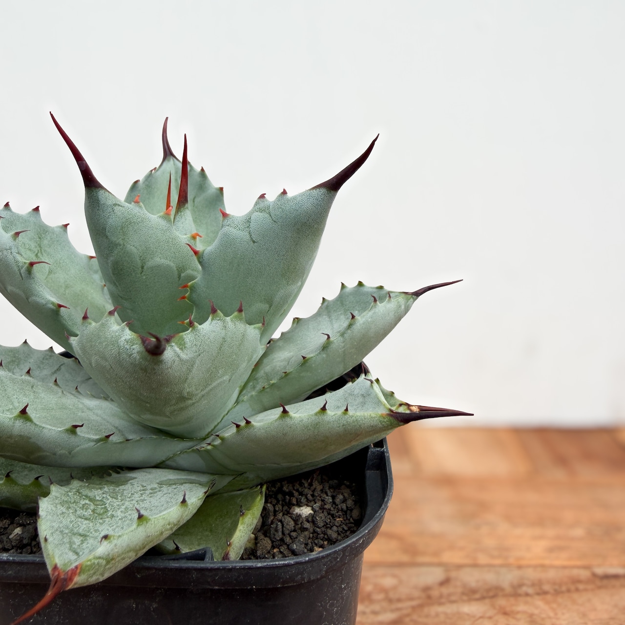 Agave potatorum × macroacantha【アガベ・八荒雷神（