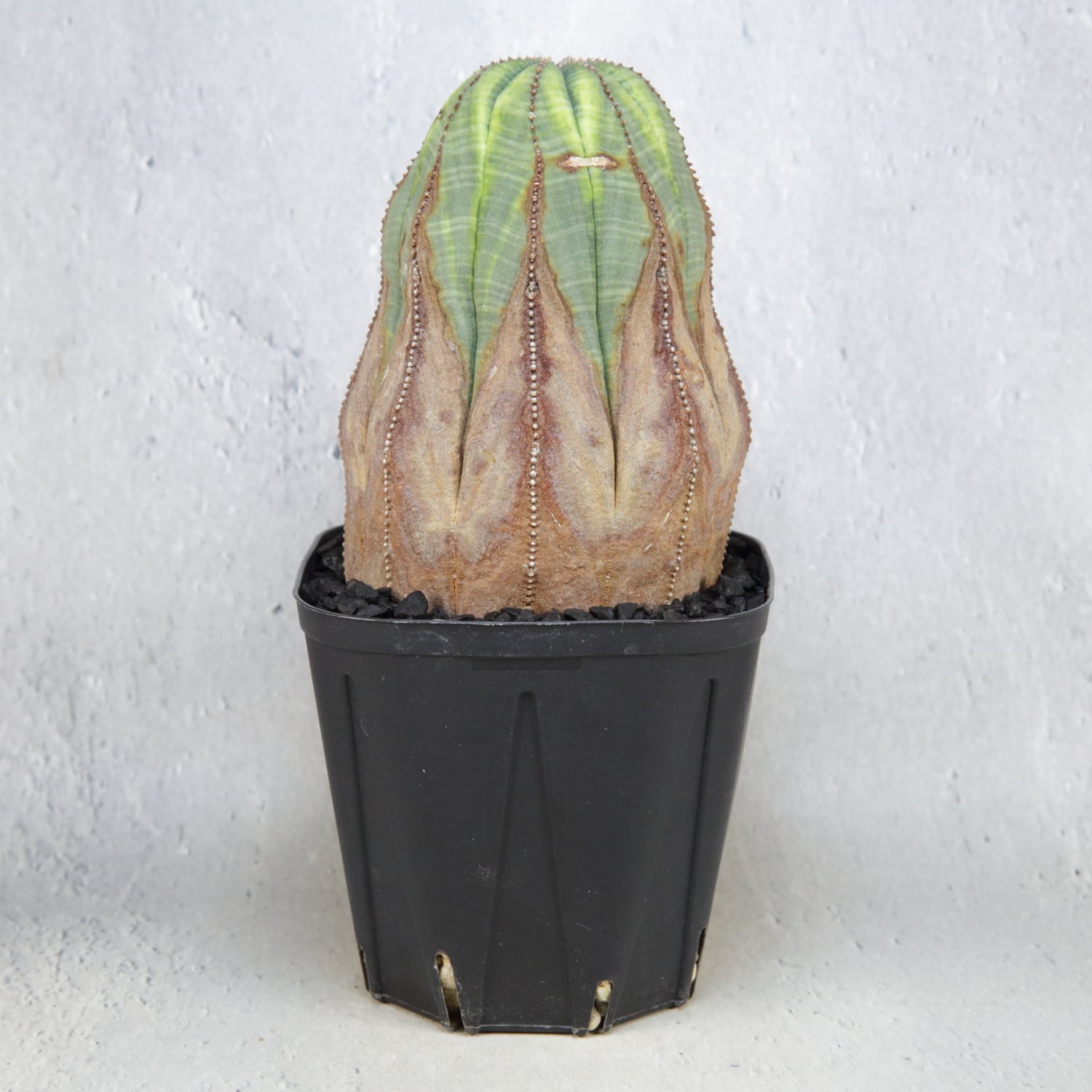 RETAKE【超厳選株】 メス株 超大株 8.1cm 木質化 美模様 捻じれ