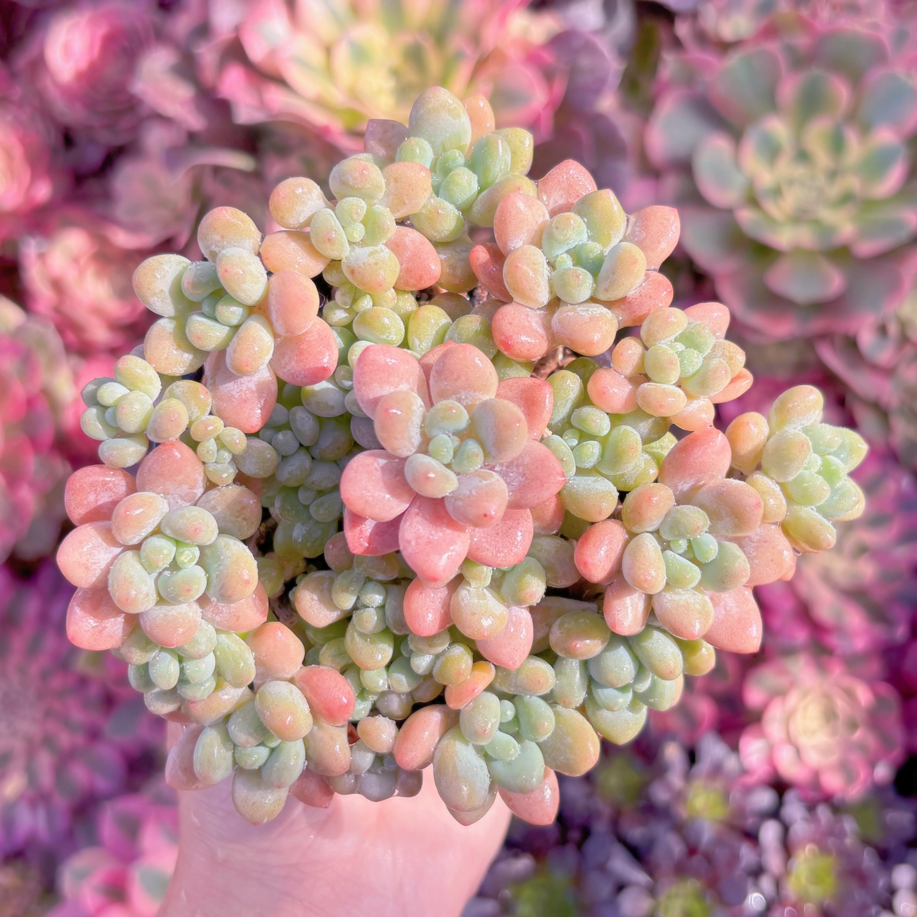 現品　キャビア#K228　大群生　るる農園