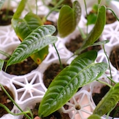 Anthurium Veitchii / アンスリウム・ベイチー【お得なまとめ売り】