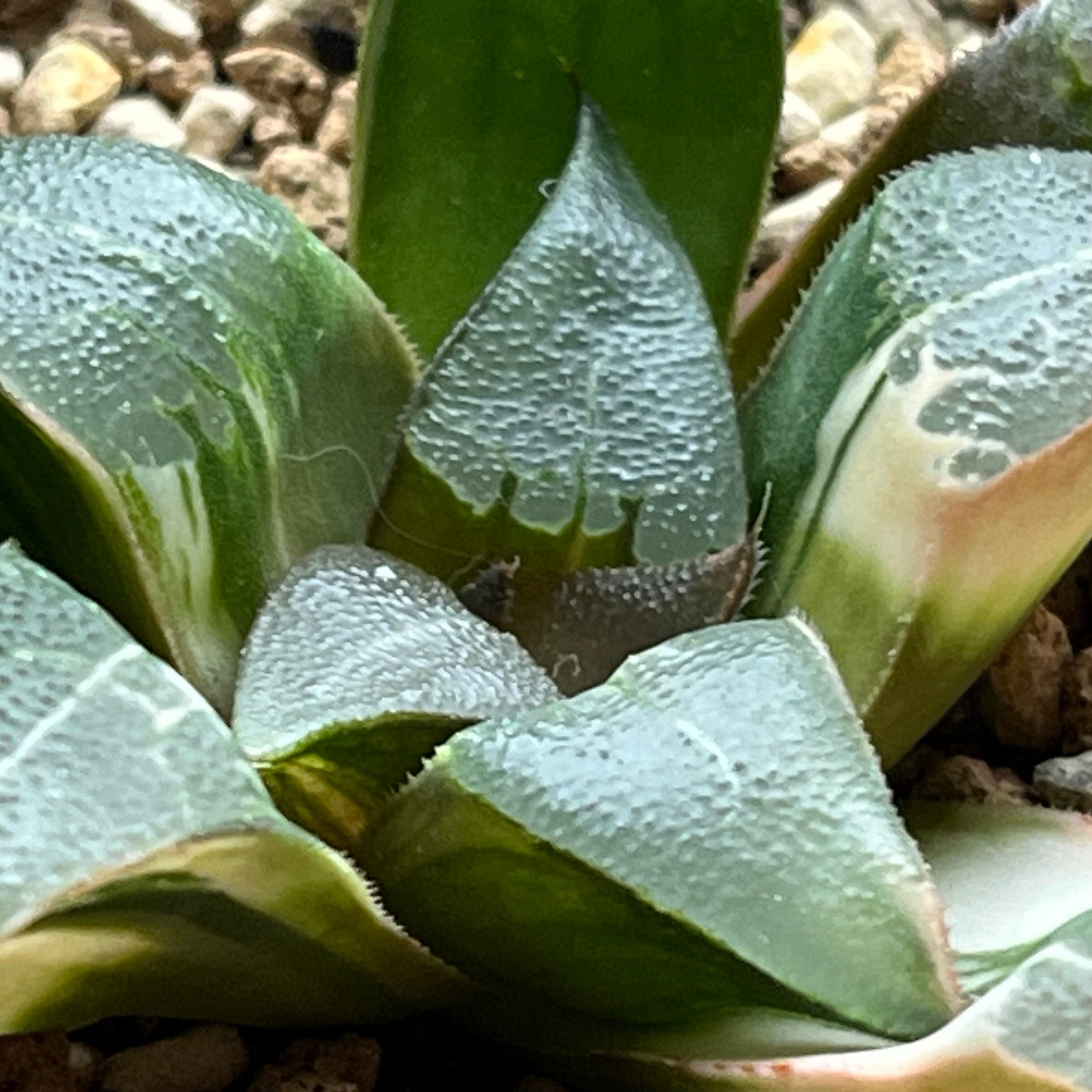 ハオルチア コレクタ錦 火焔山 | mocono_plants
