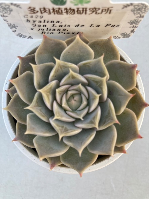 【現物商品】ラパス x ユリアナ